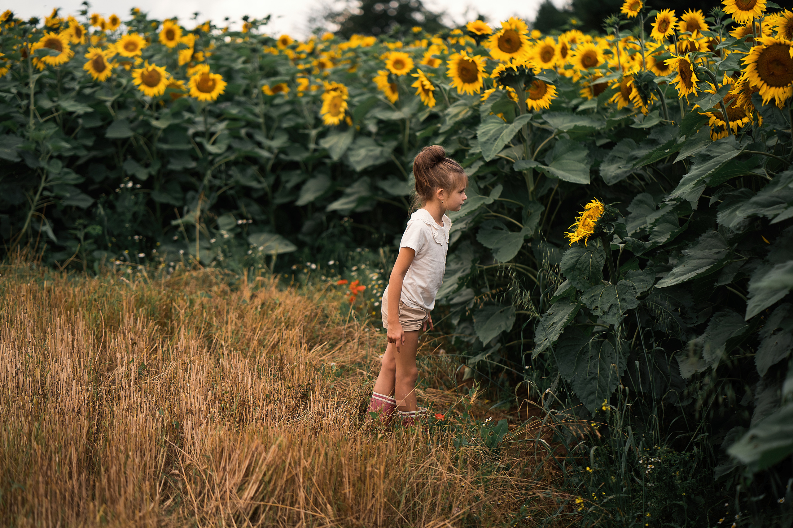Sonnenblumen. Familien, Lifestyle und Portrait Fotografin in Trier, Luxembourg