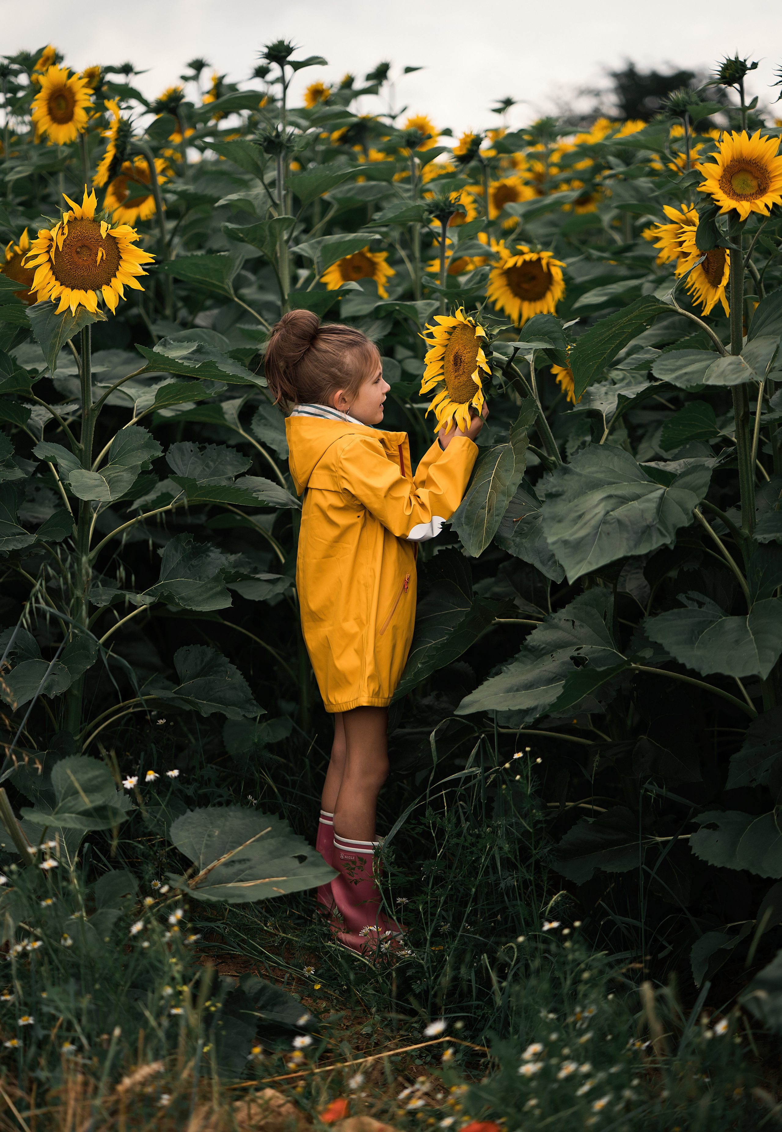 Sonnenblumen. Familien, Lifestyle und Portrait Fotografin in Trier, Luxembourg