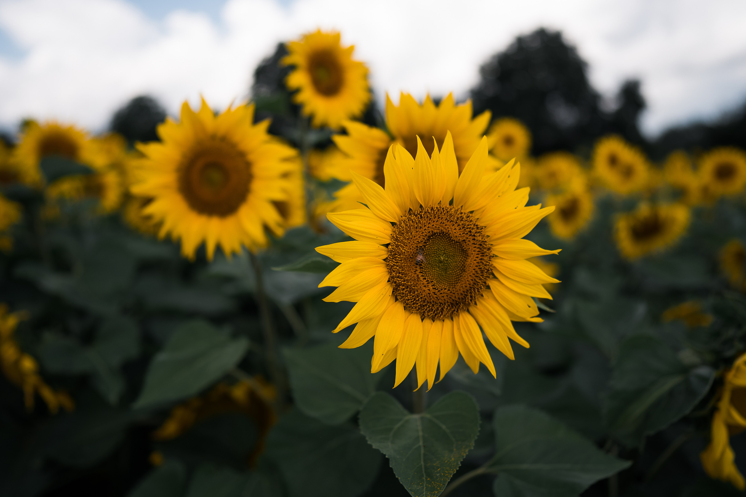 Sonnenblumen. Familien, Lifestyle und Portrait Fotografin in Trier, Luxembourg