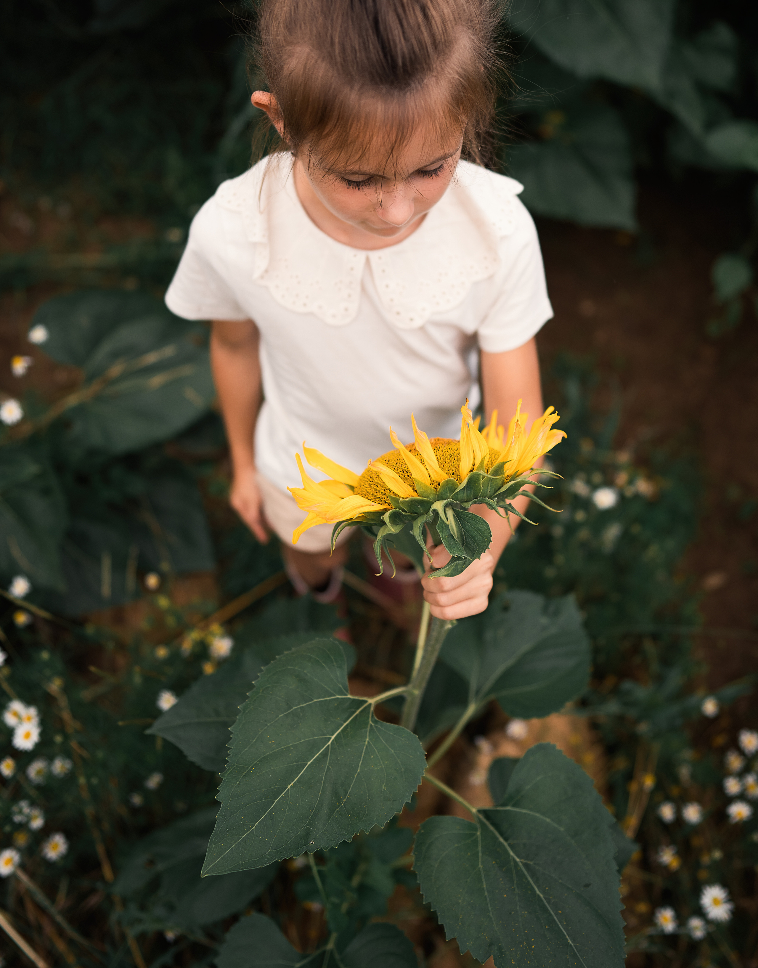Sonnenblumen. Familien, Lifestyle und Portrait Fotografin in Trier, Luxembourg