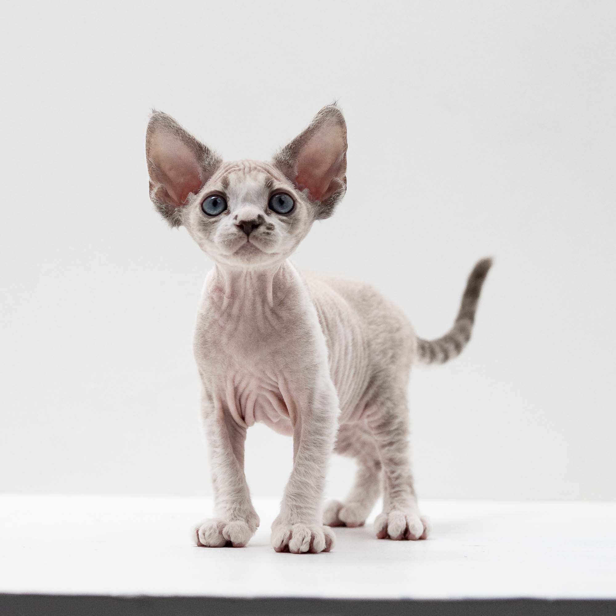 Frank, boy, born on 01.01.25. Devon Rex Pixie Cattery