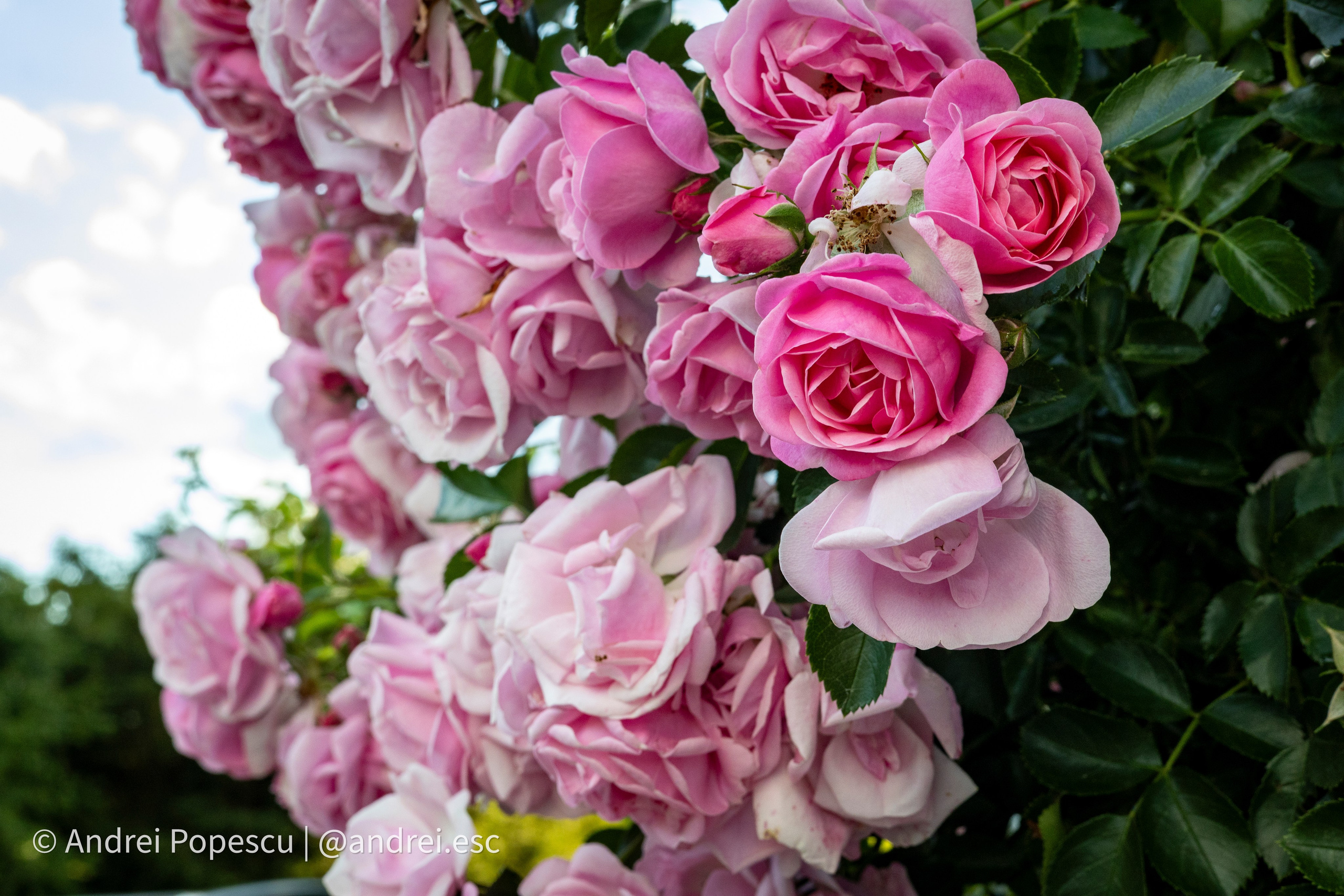 Flowers. Andrei Popescu Photography