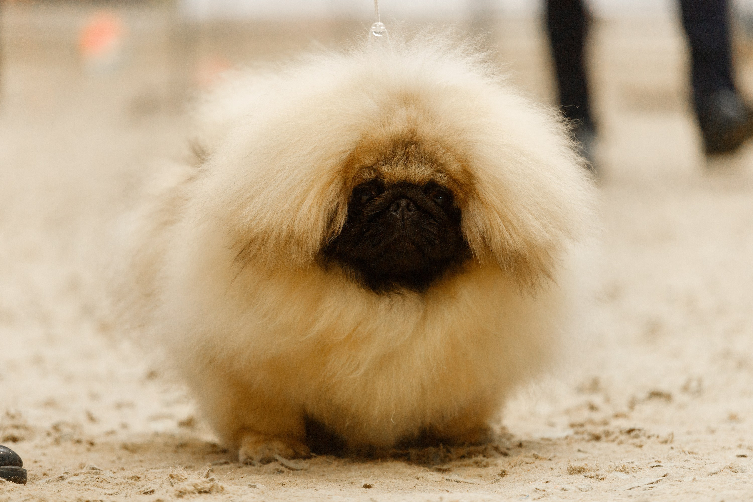 Dog shows | the best ones. Kaja | fotograf psów we Wrocławiu