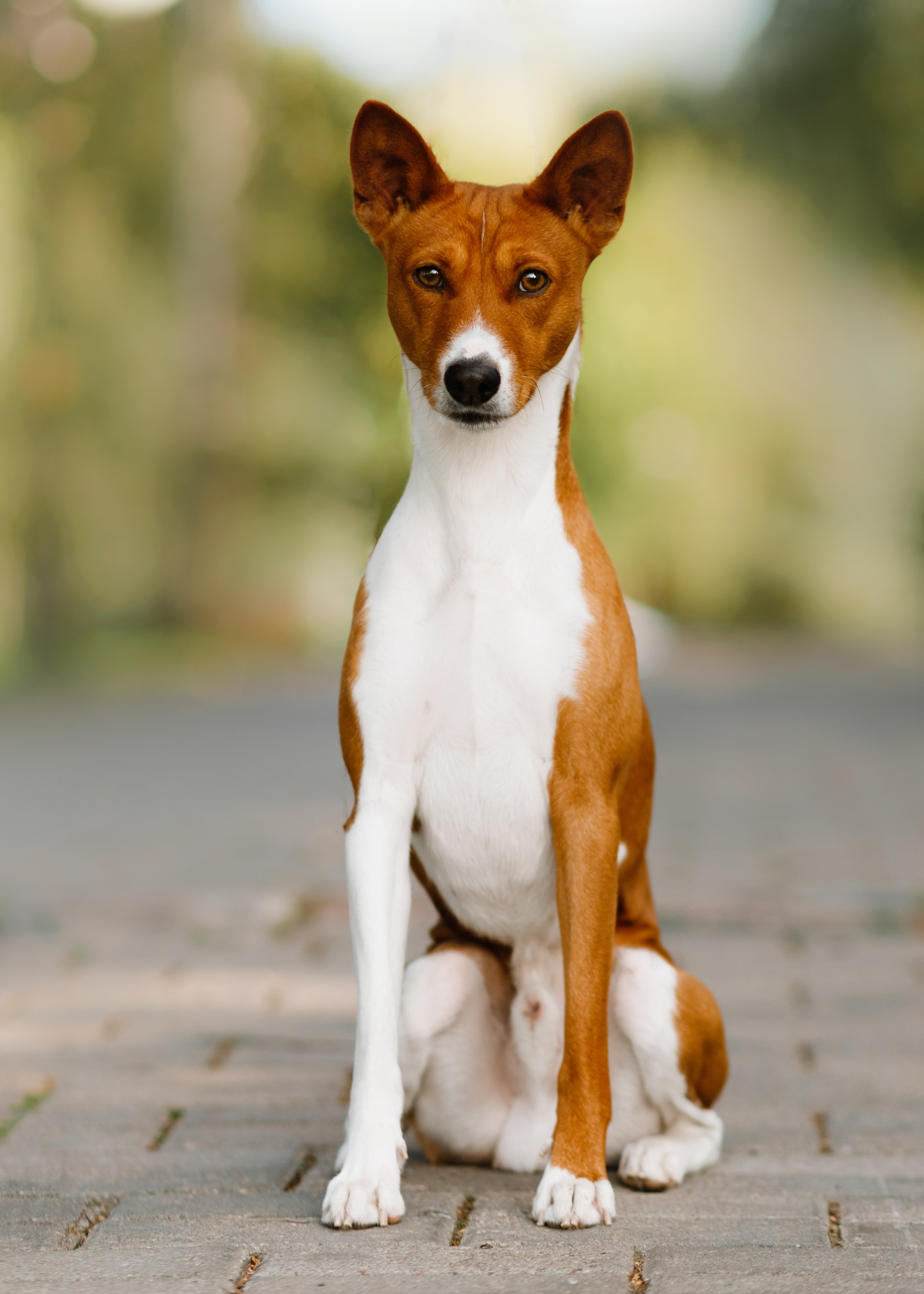Summer photo day for dog handler. Kaja | fotograf we Wrocławiu | ludzie i psy
