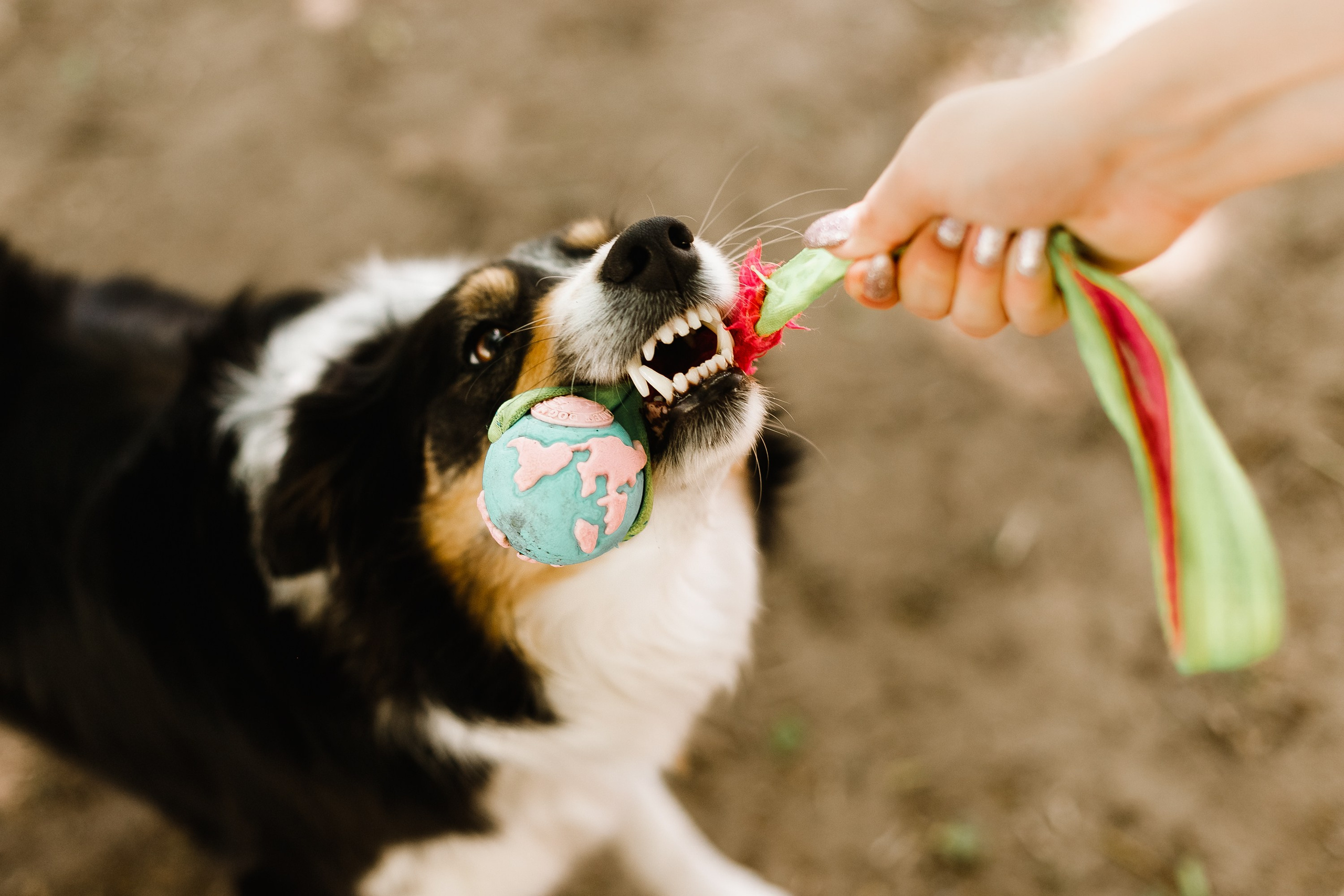 Dog trainer blog content. Kaja | fotograf we Wrocławiu | ludzie i psy