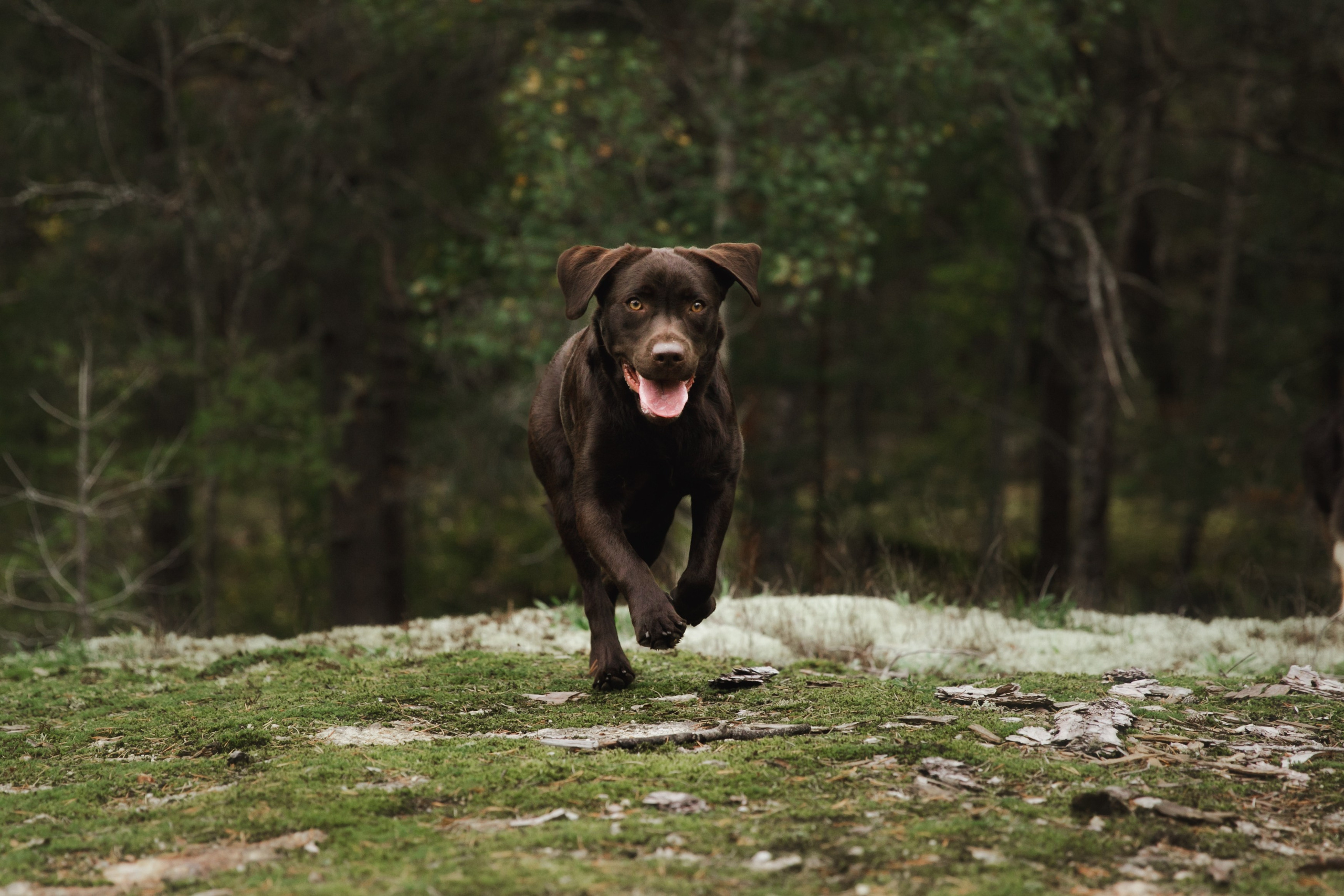 Finnish mossy hills. Kaja | fotograf psów we Wrocławiu