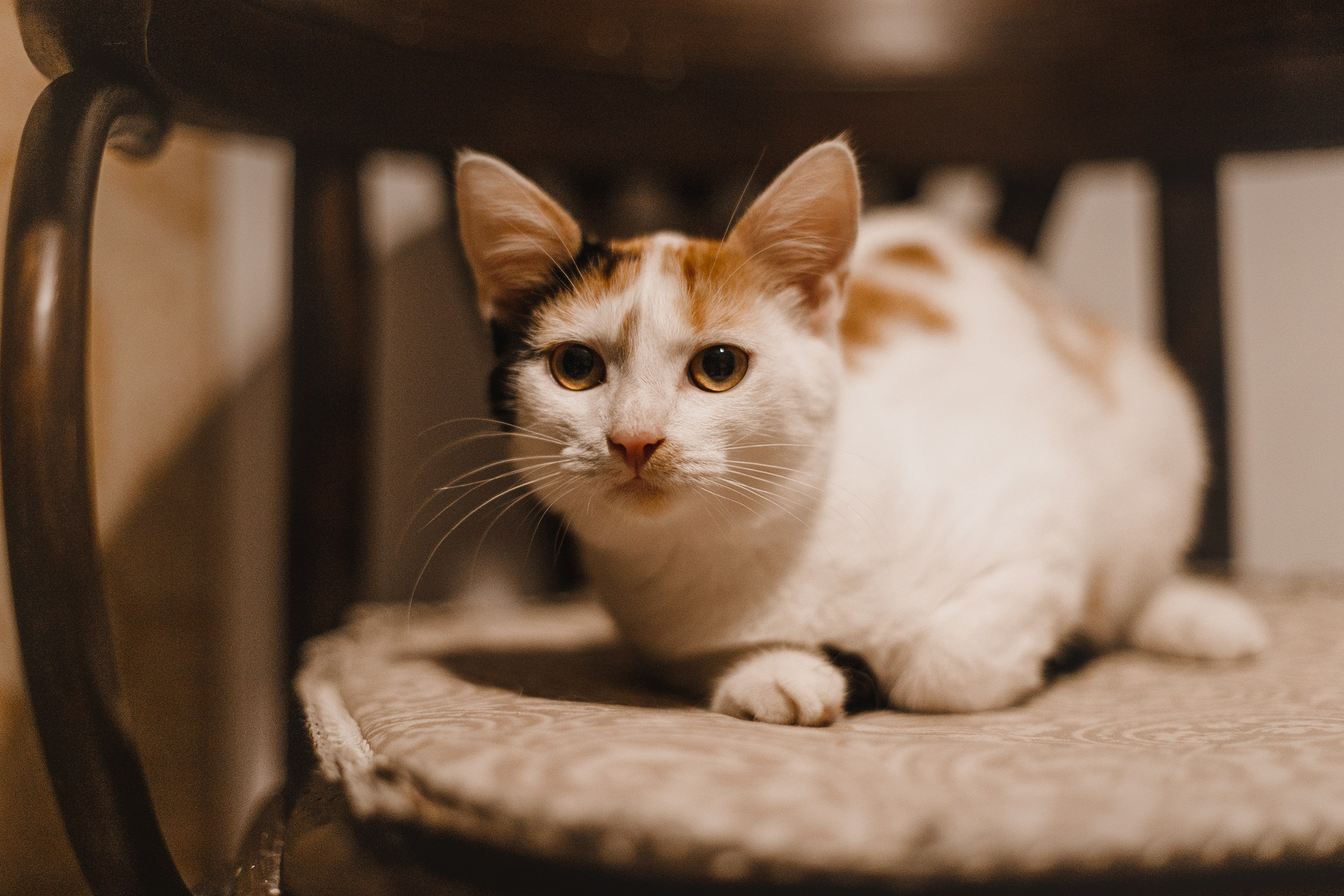 Pack of cats in the home. Kaja | fotograf we Wrocławiu | ludzie i psy