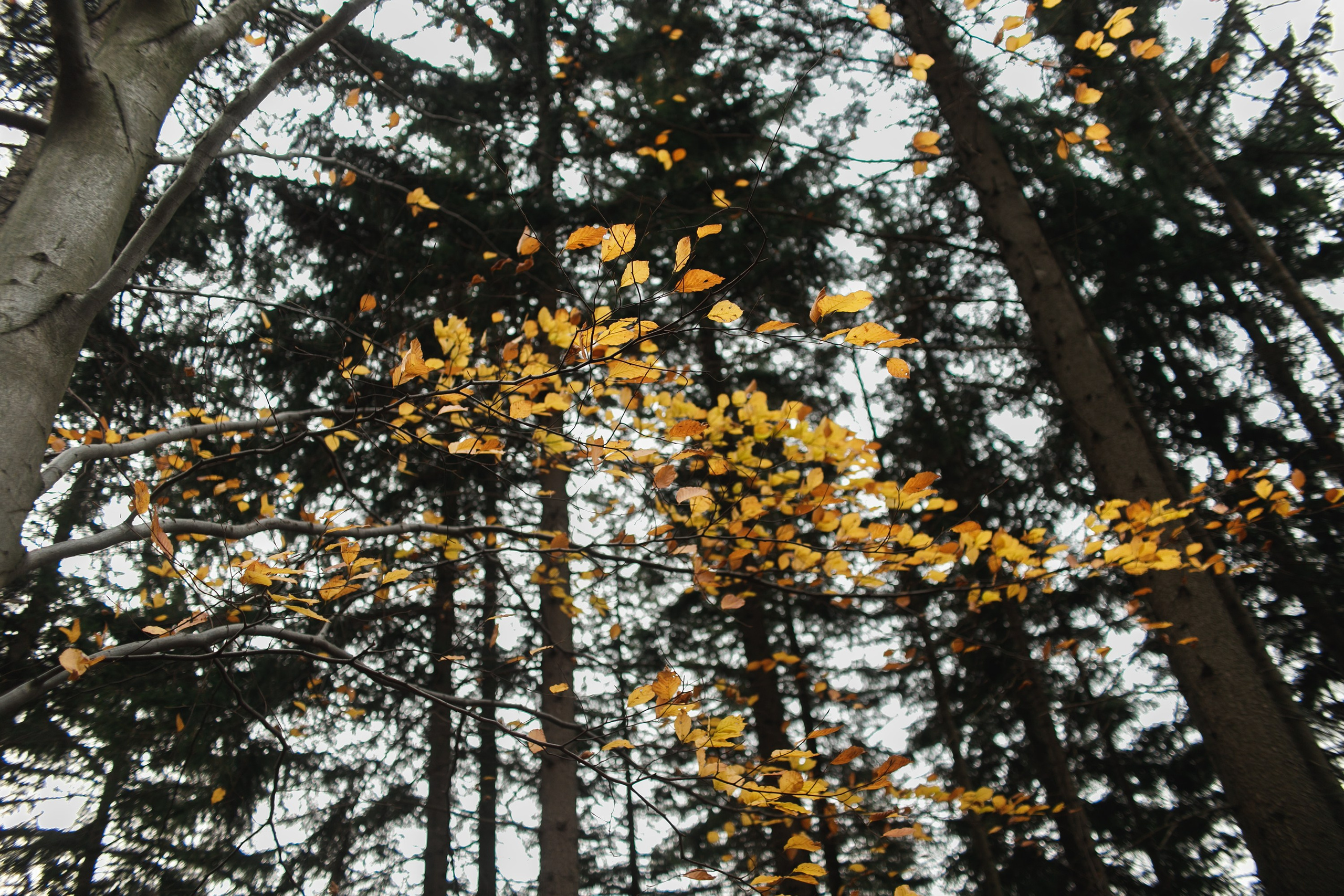 Sowie góry. Kaja | fotograf we Wrocławiu | ludzie i psy