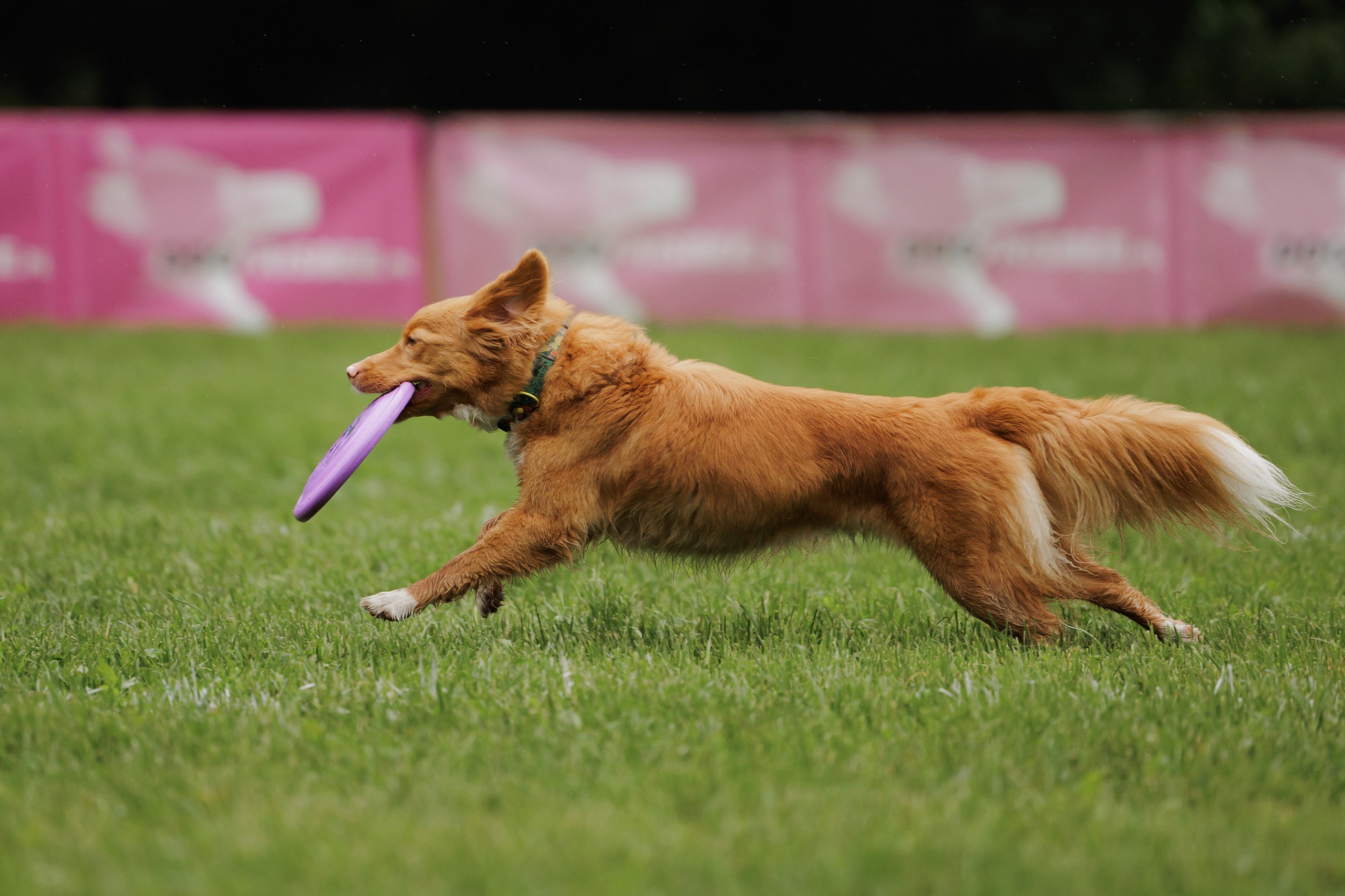Latające psy, Wrocław'25. Kaja | fotograf psów we Wrocławiu