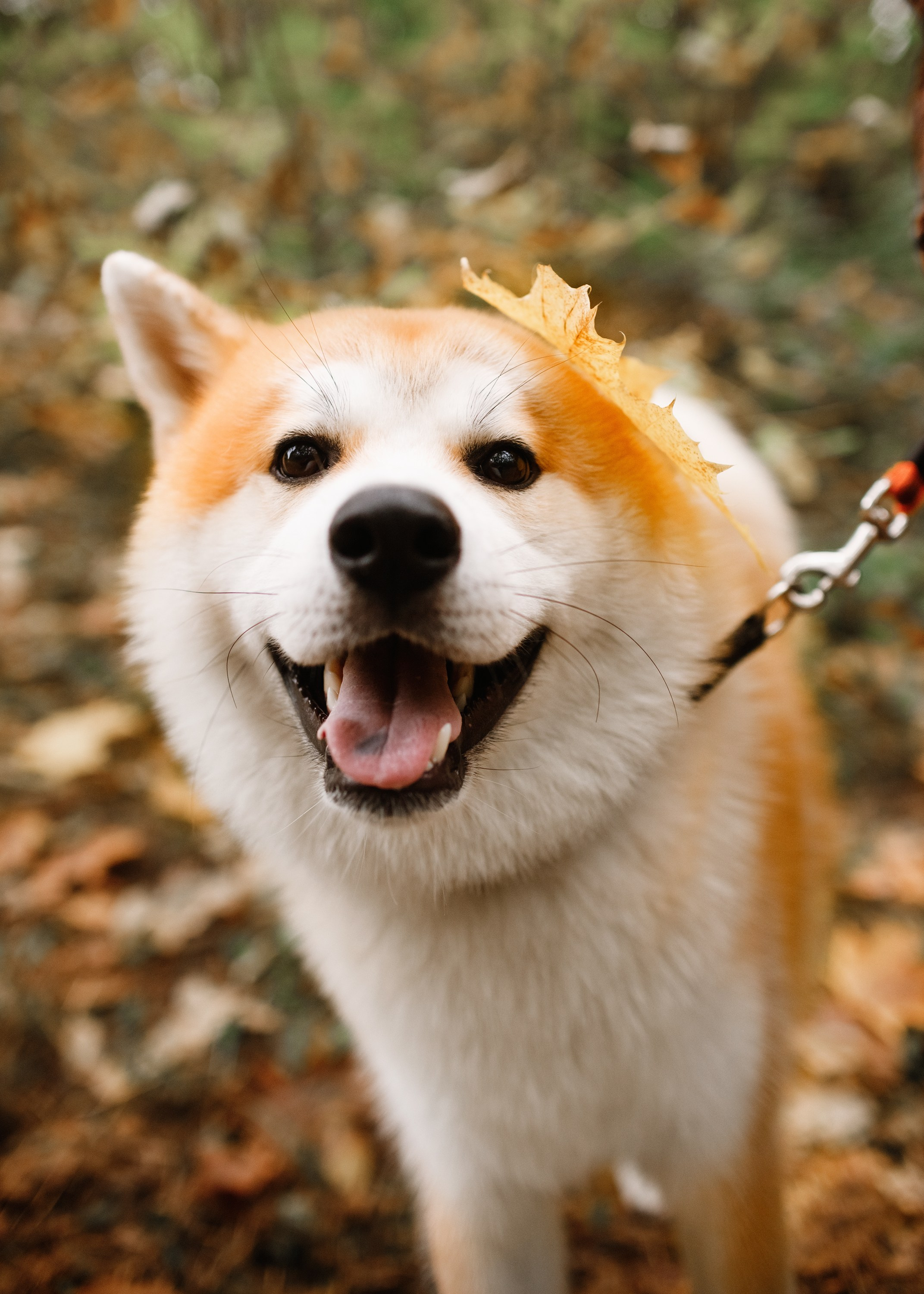 Maria & Kenji. Kaja | fotograf we Wrocławiu | ludzie i psy