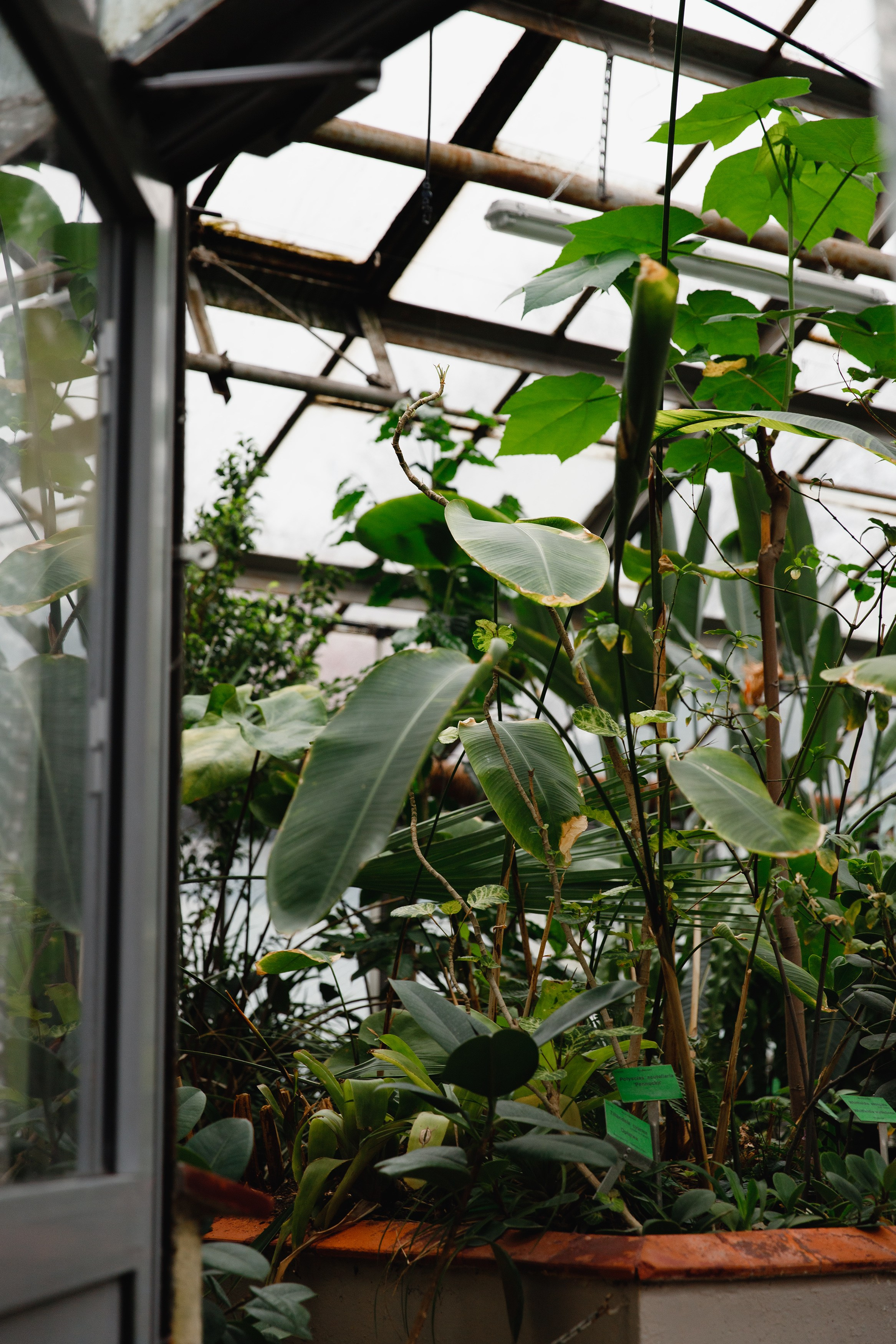 Botanical garden in Wroclaw. Kaja | fotograf we Wrocławiu | ludzie i psy