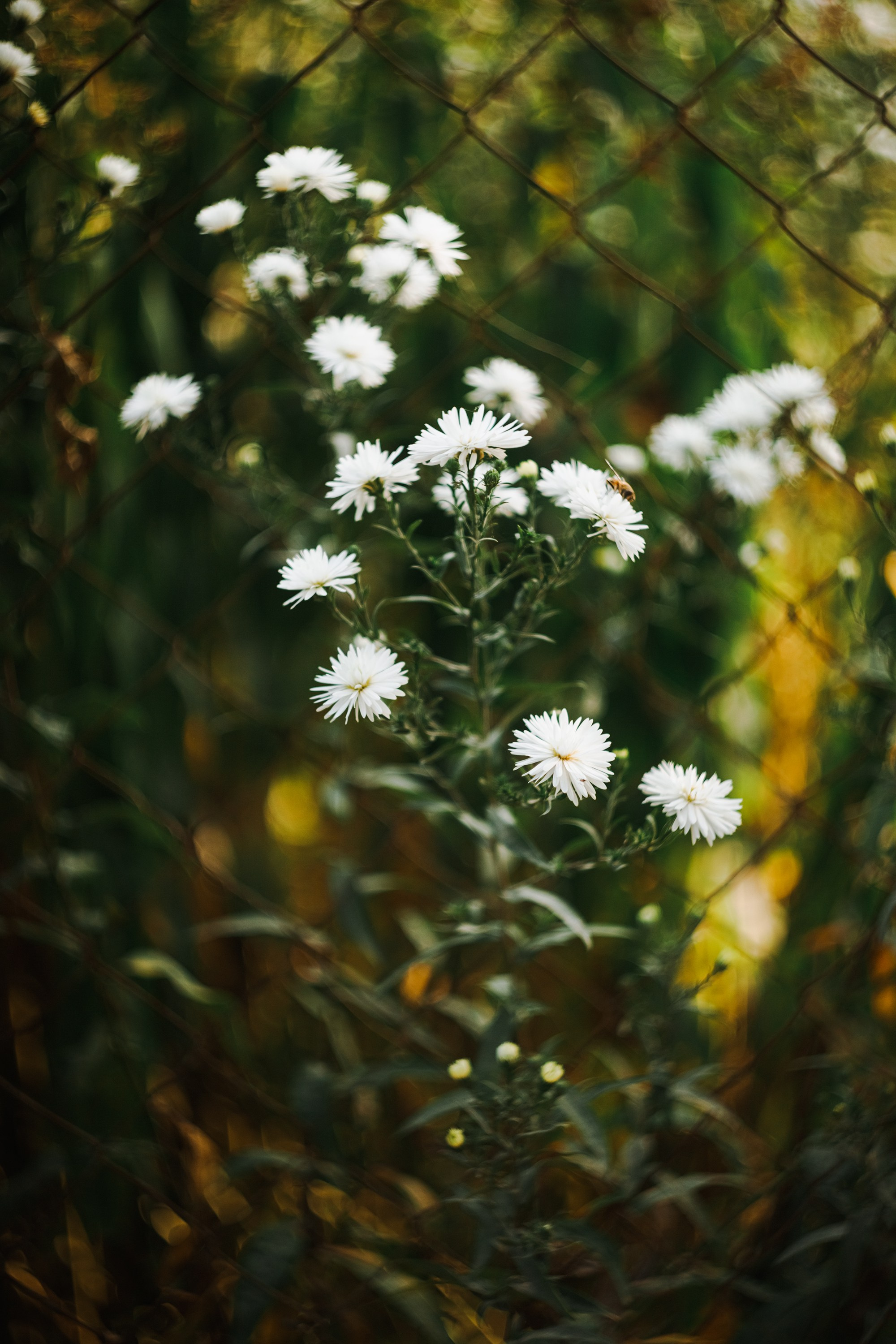 One small village in Grodno region. Kaja | fotograf we Wrocławiu | ludzie i psy