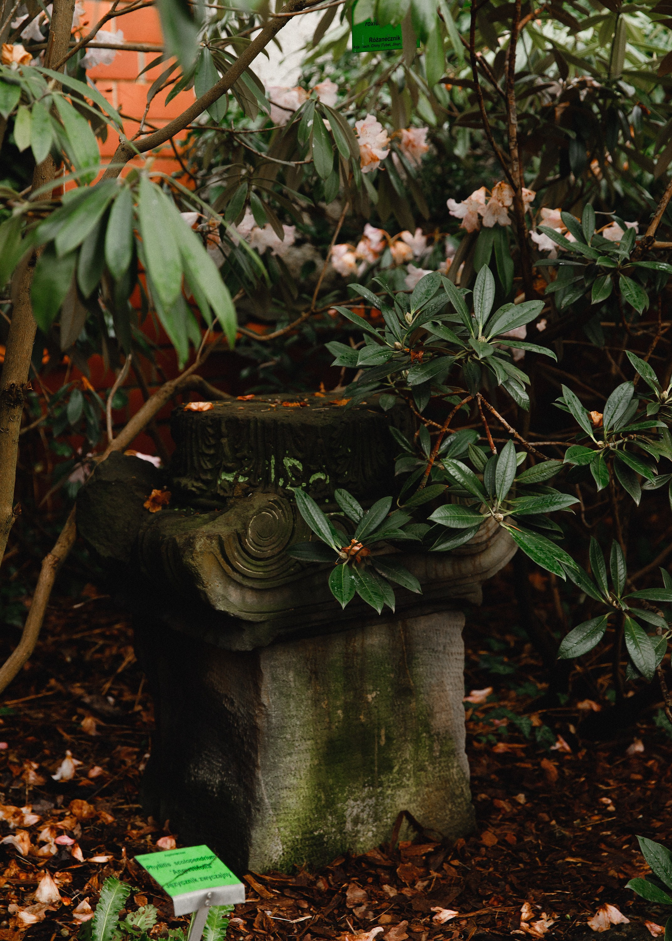 Botanical garden in Wroclaw. Kaja | fotograf we Wrocławiu | ludzie i psy