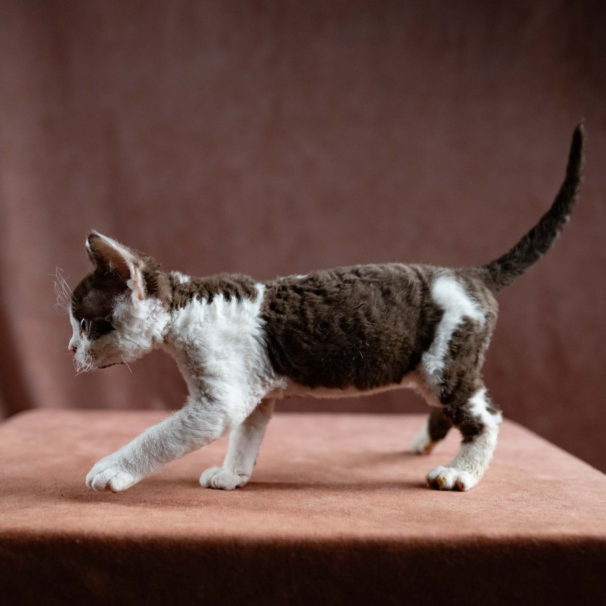 Henry,  boy, born 04.20.25. Devon Rex Pixie Cattery