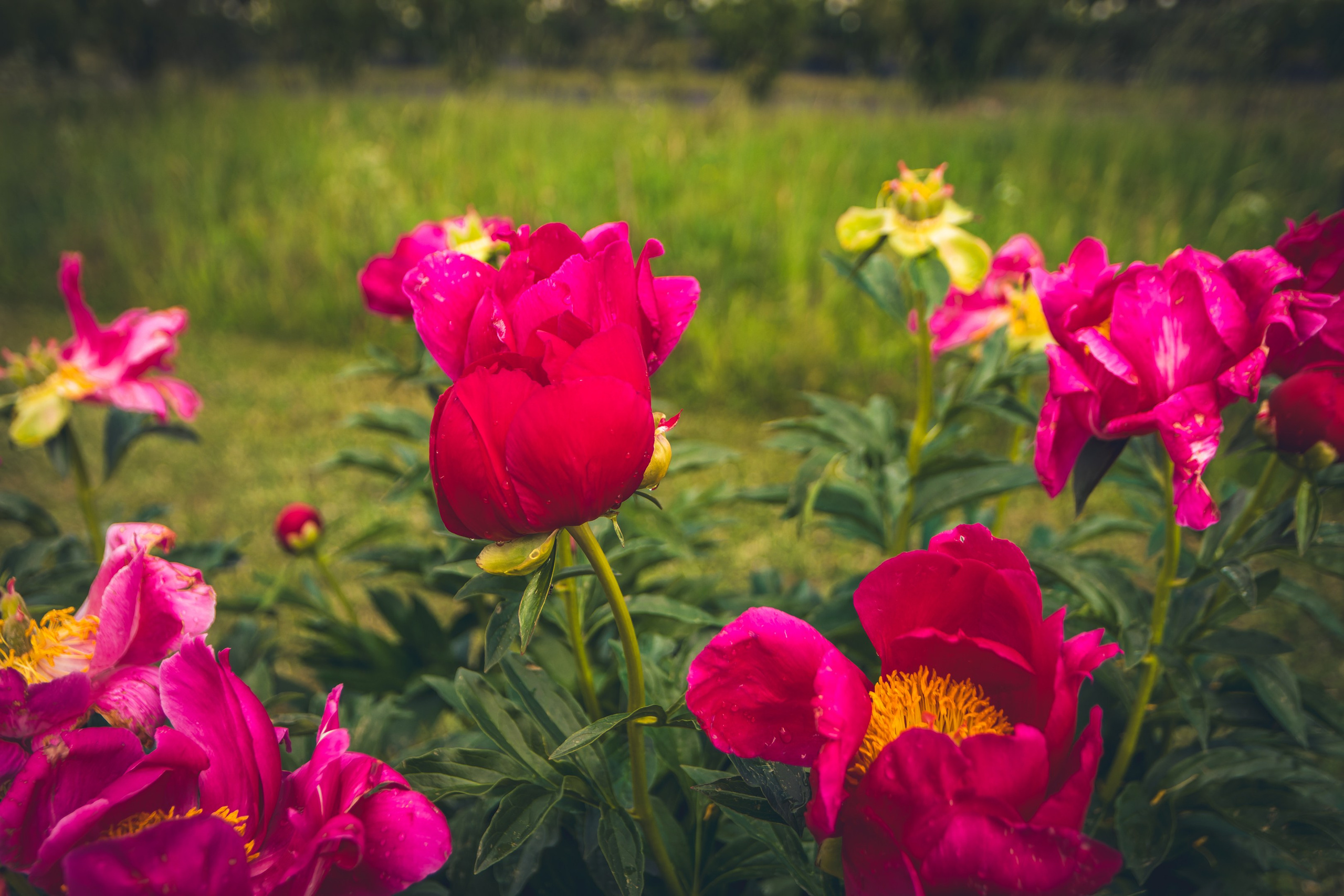 Saarema, reis. Nebula 25 — Fotod teie hingele