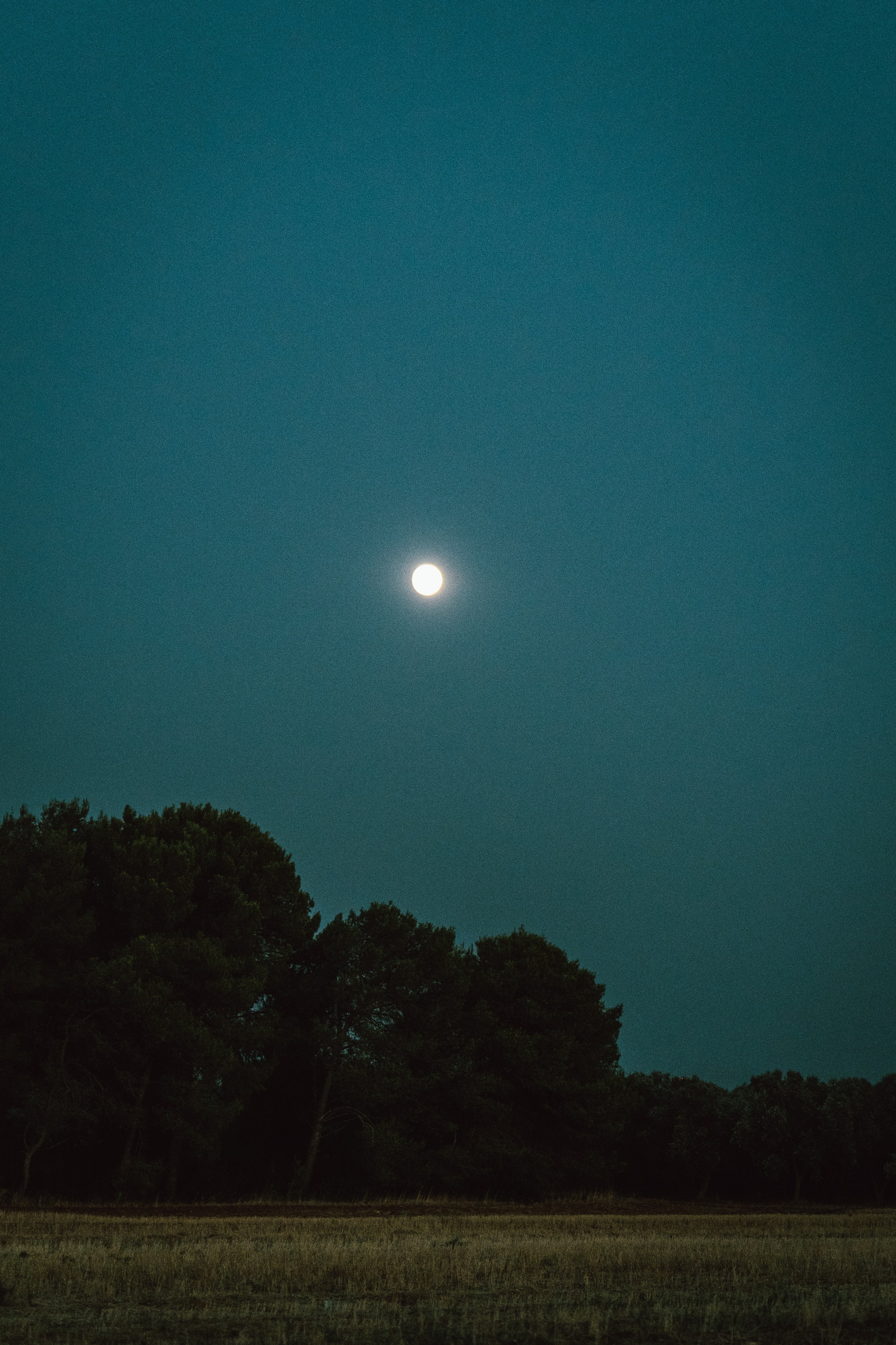 M & L (Lecce, Italy). Marriage Proposal Photographer in Verona & Lake Garda | Diana Fedrigo