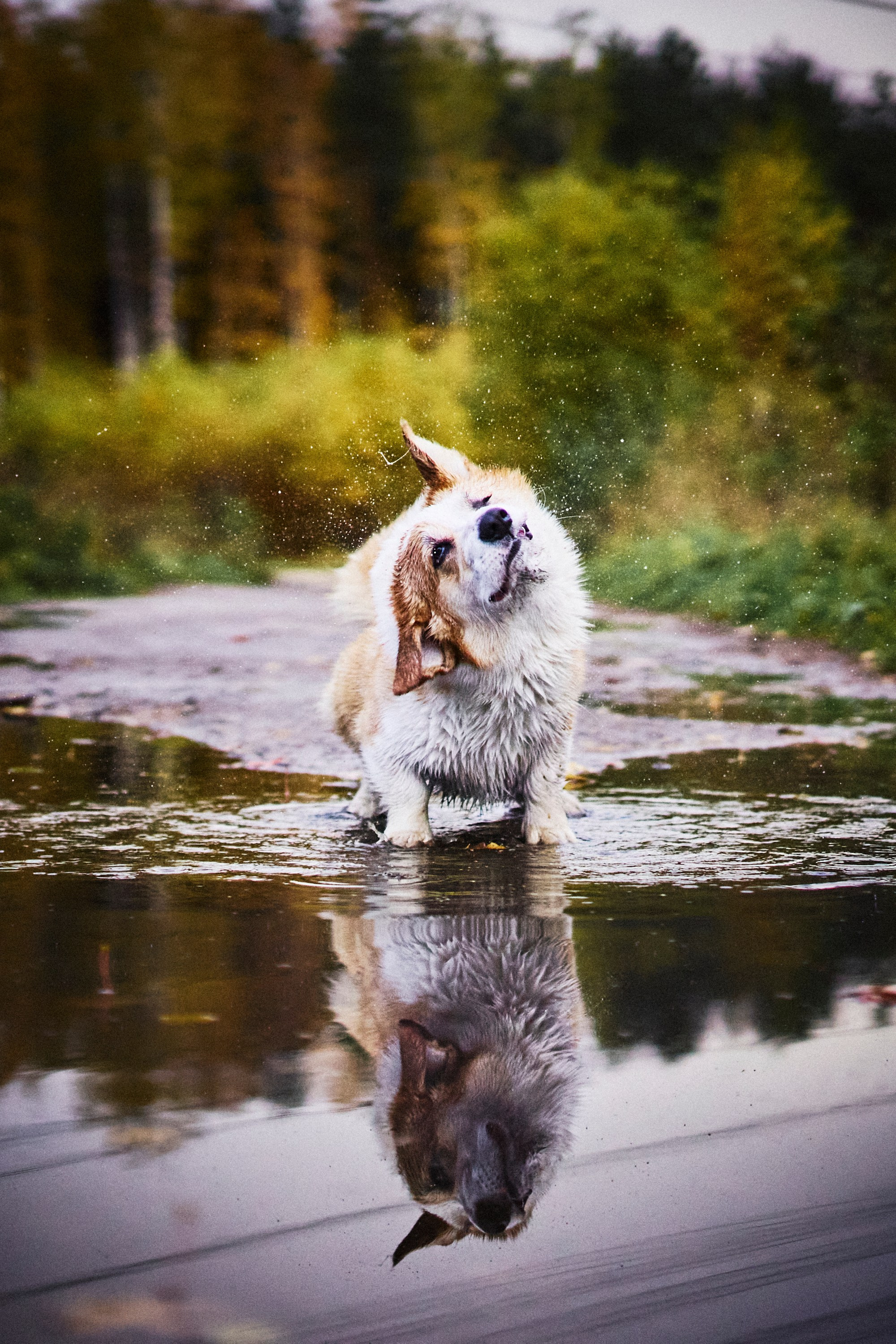 Ray. Vutitsa