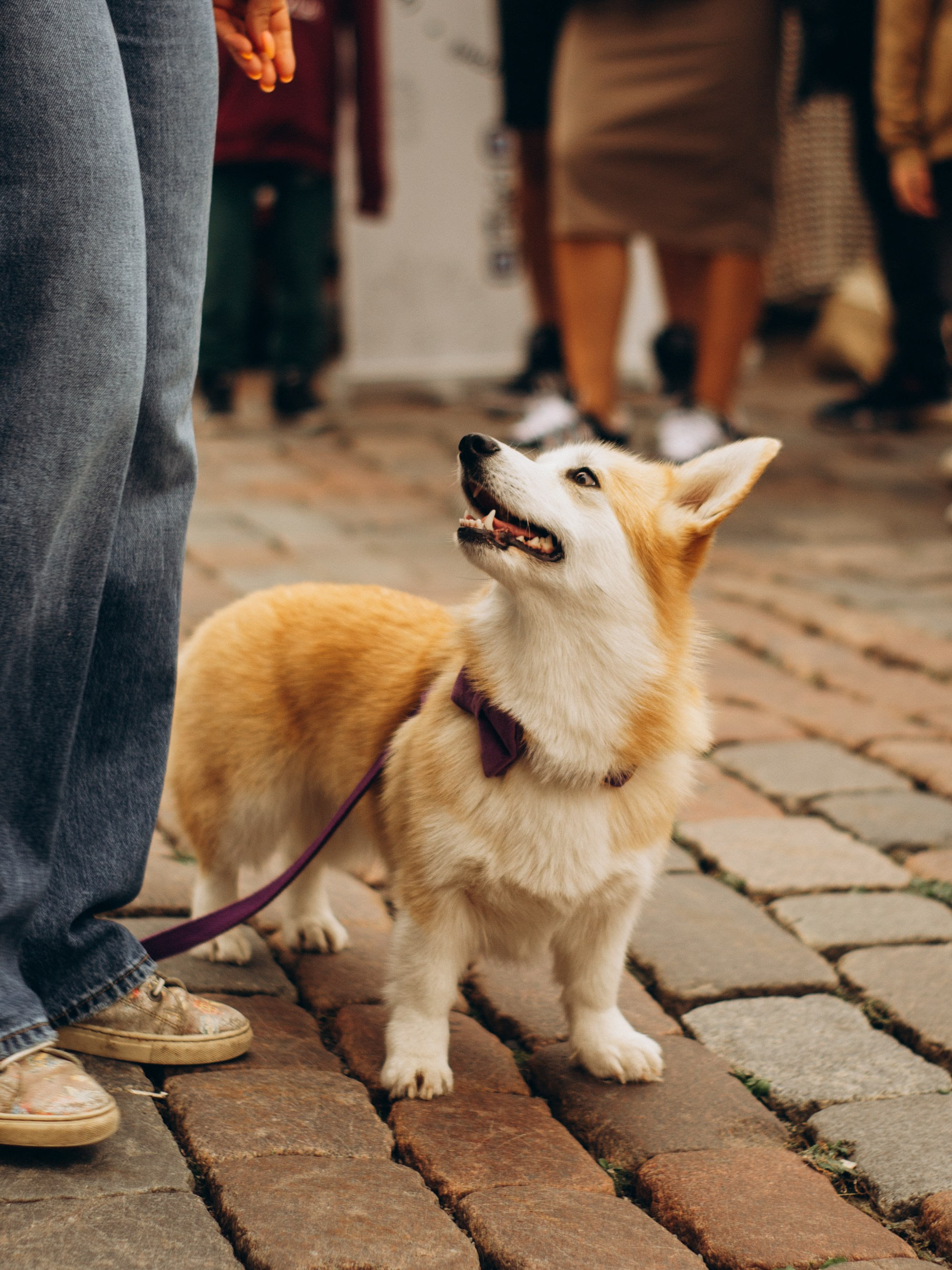Corgi party, september. Kat Laisaar — Pet photographer in Tallinn