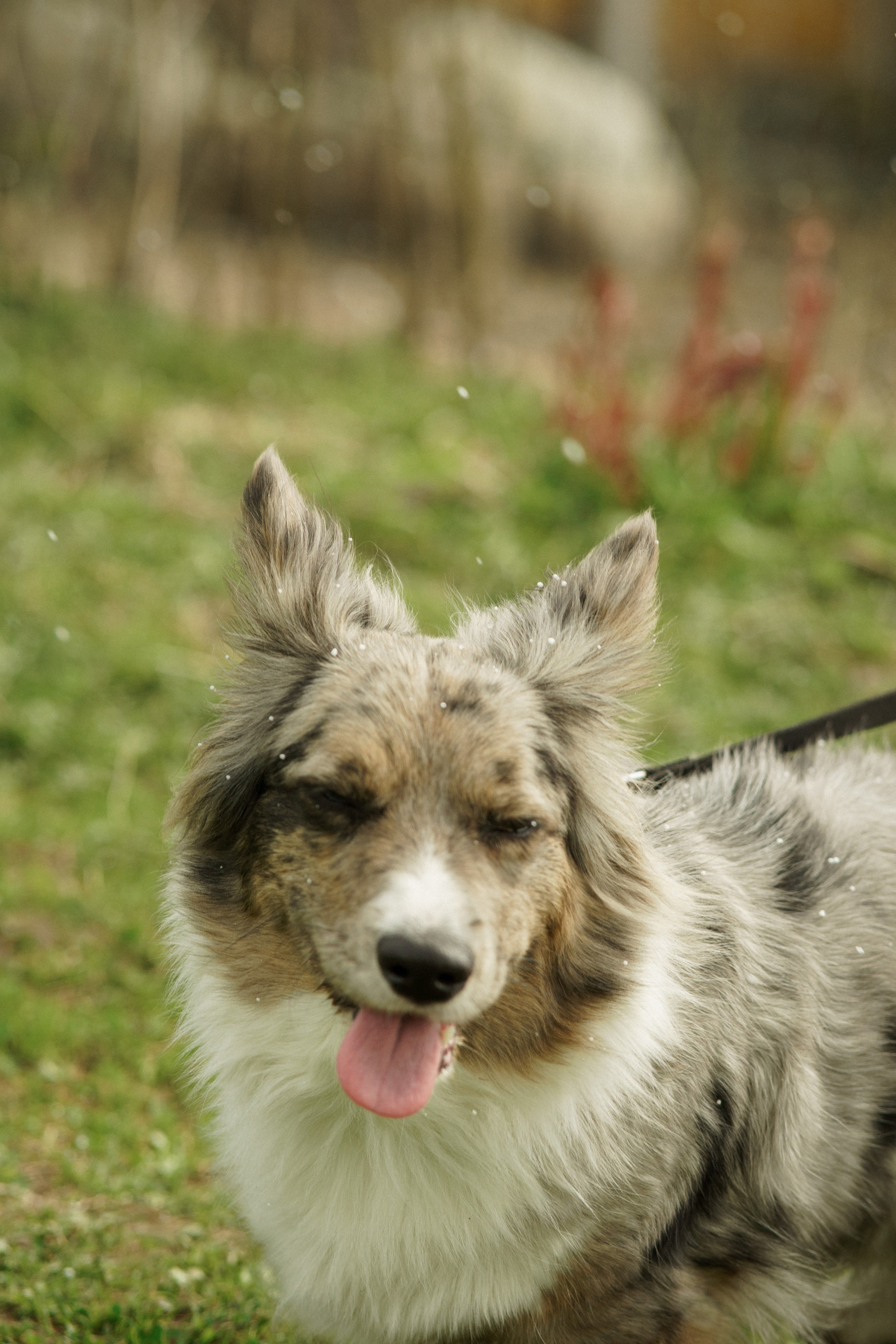 Herding Days, 26 apr. 2025. Kat Laisaar — Pet photographer in Tallinn