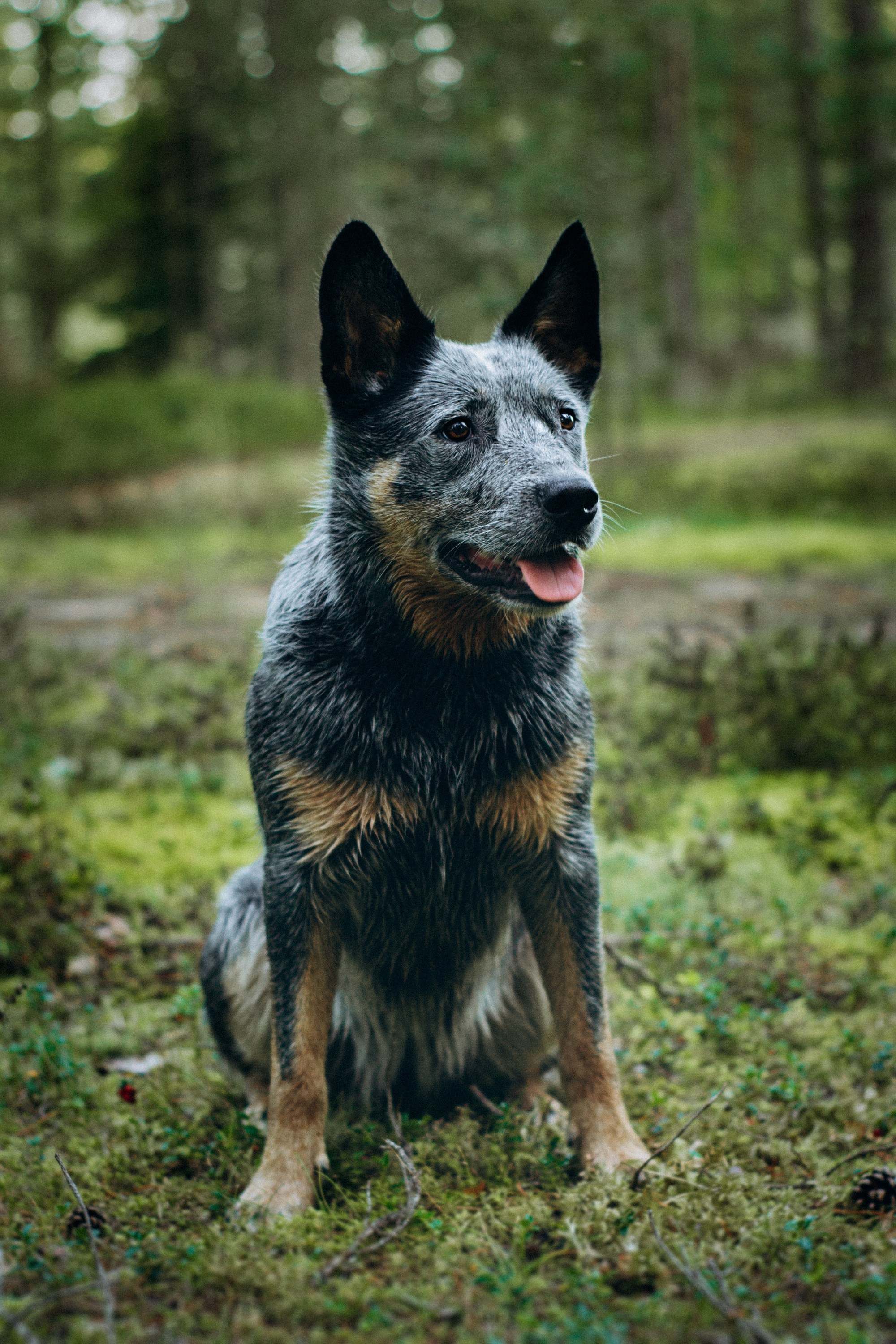 Dakota, Australian Cattle Dog. Kat Laisaar — Pet photographer in Tallinn