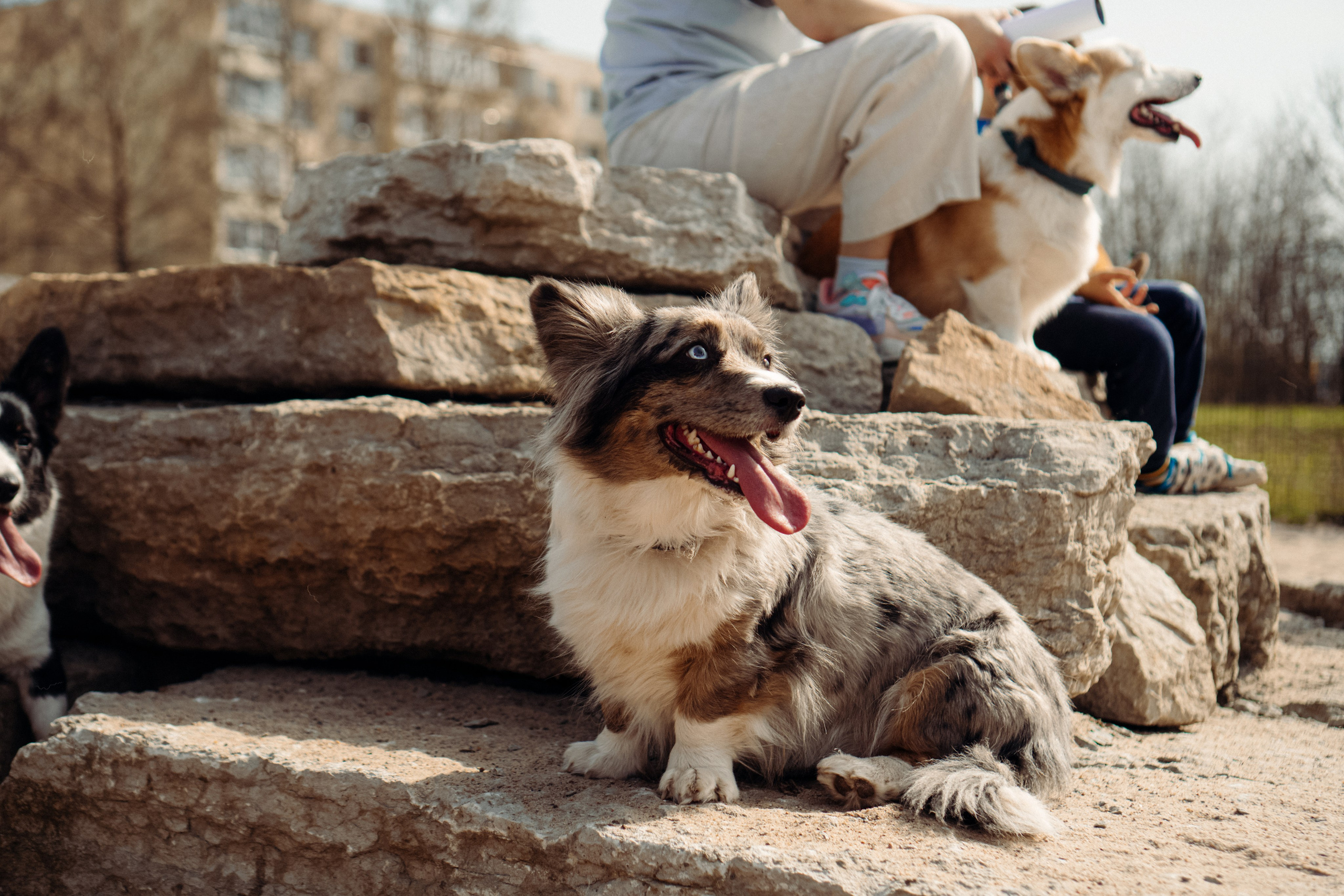 Corgi party, 18 apr. 2025. Kat Laisaar — Pet photographer in Tallinn