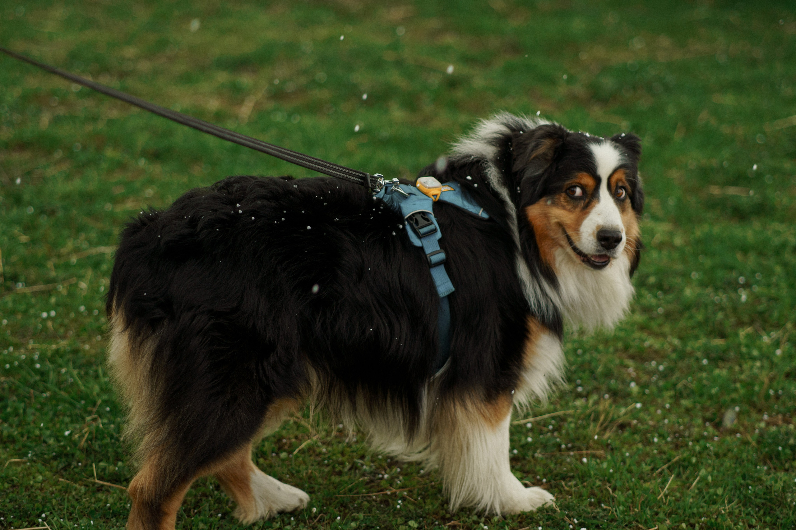 Herding Days, 26 apr. 2025. Kat Laisaar — Pet photographer in Tallinn