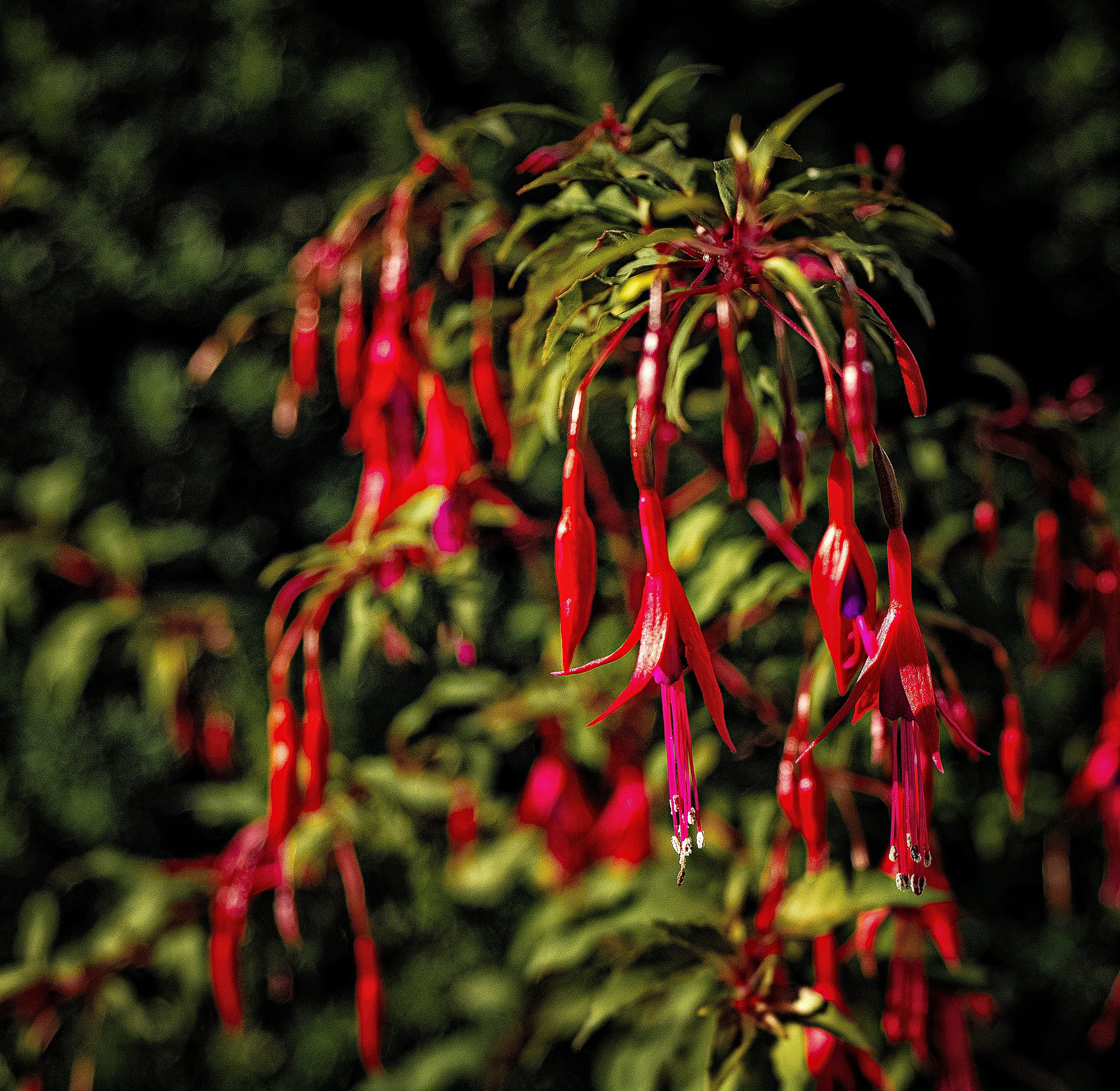 Blumen. LUKIN IGOR Photography