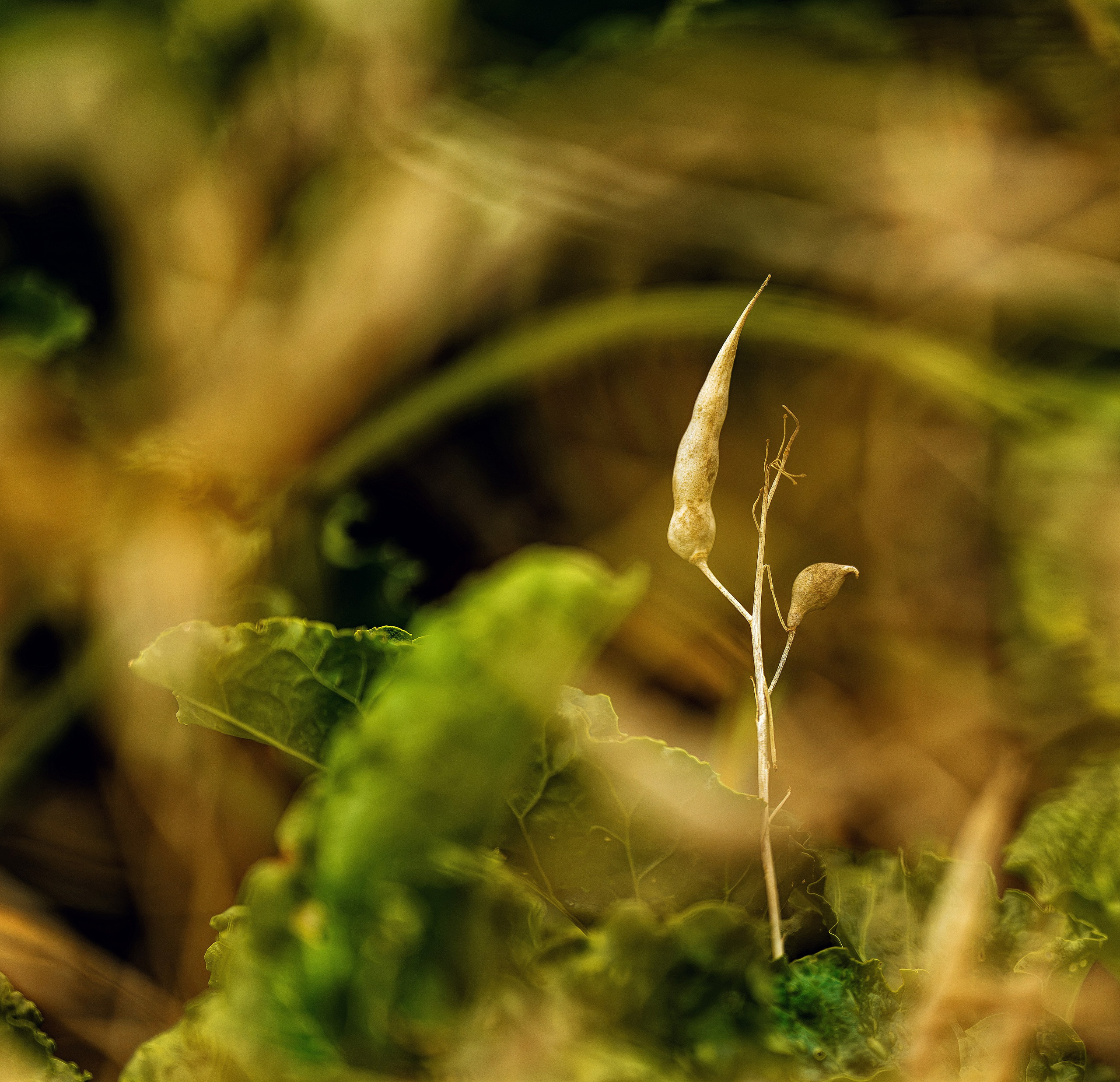 Blumen. LUKIN IGOR Photography