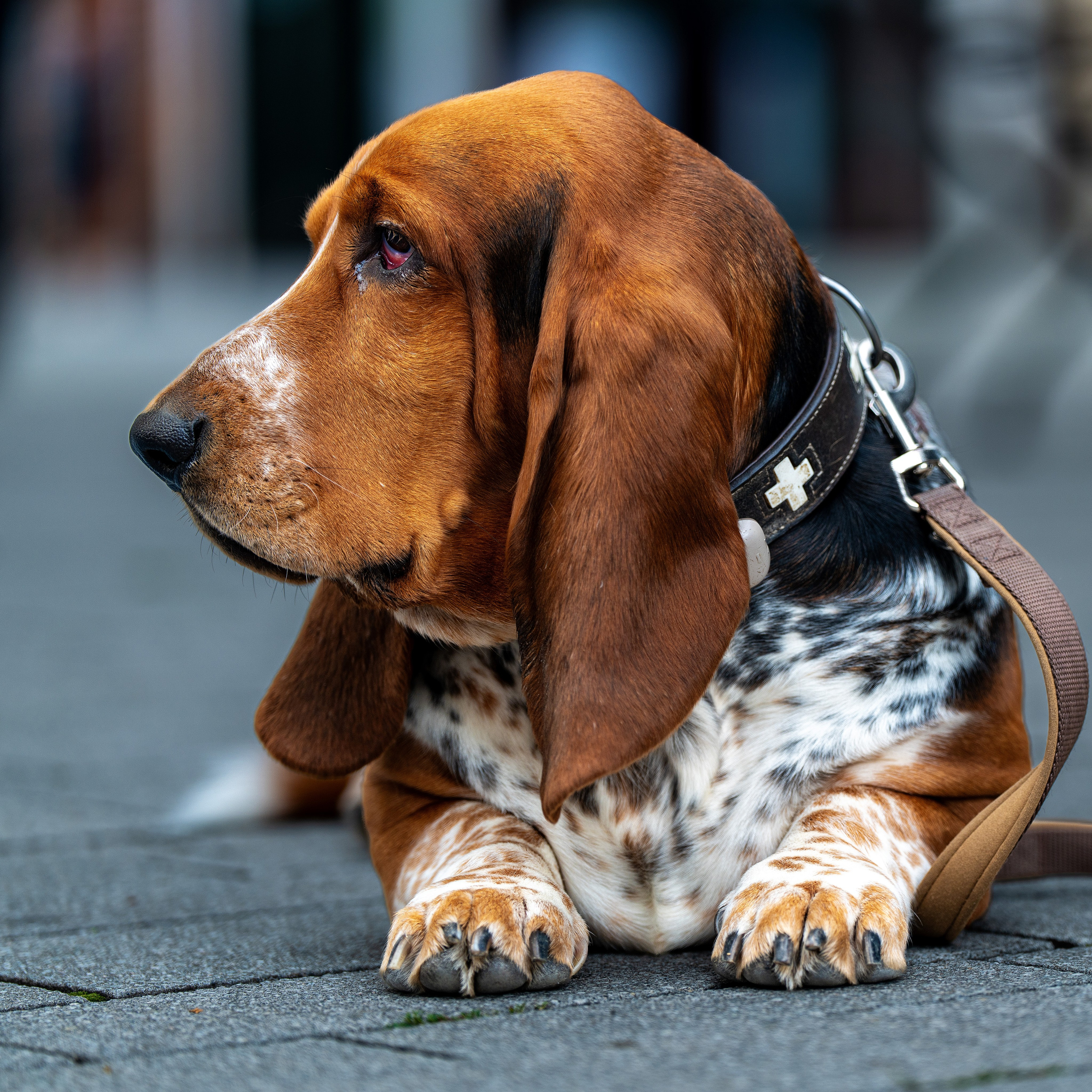Hunde. LUKIN IGOR Photography
