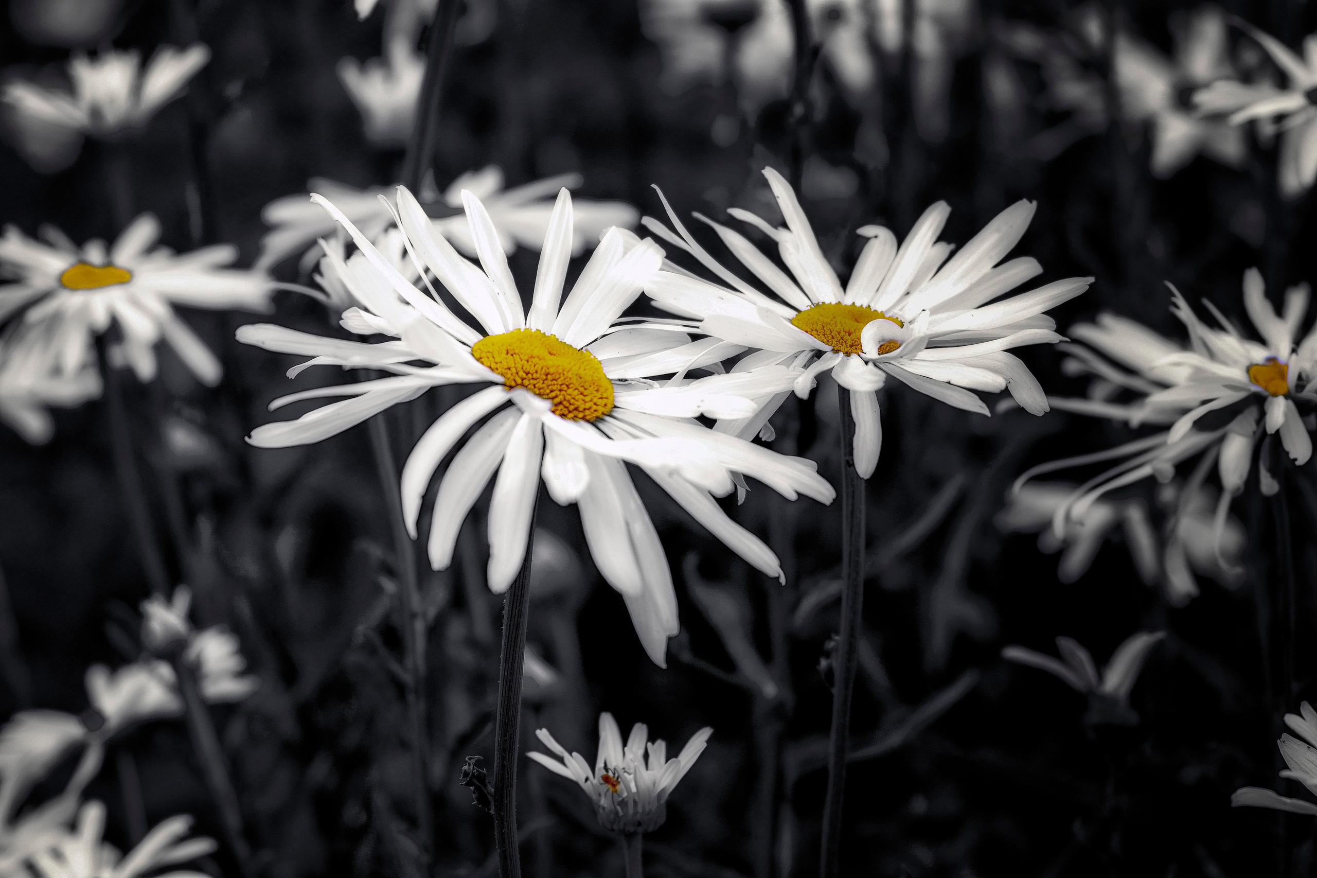 ЦВЕТЫ. LUKIN IGOR Photography
