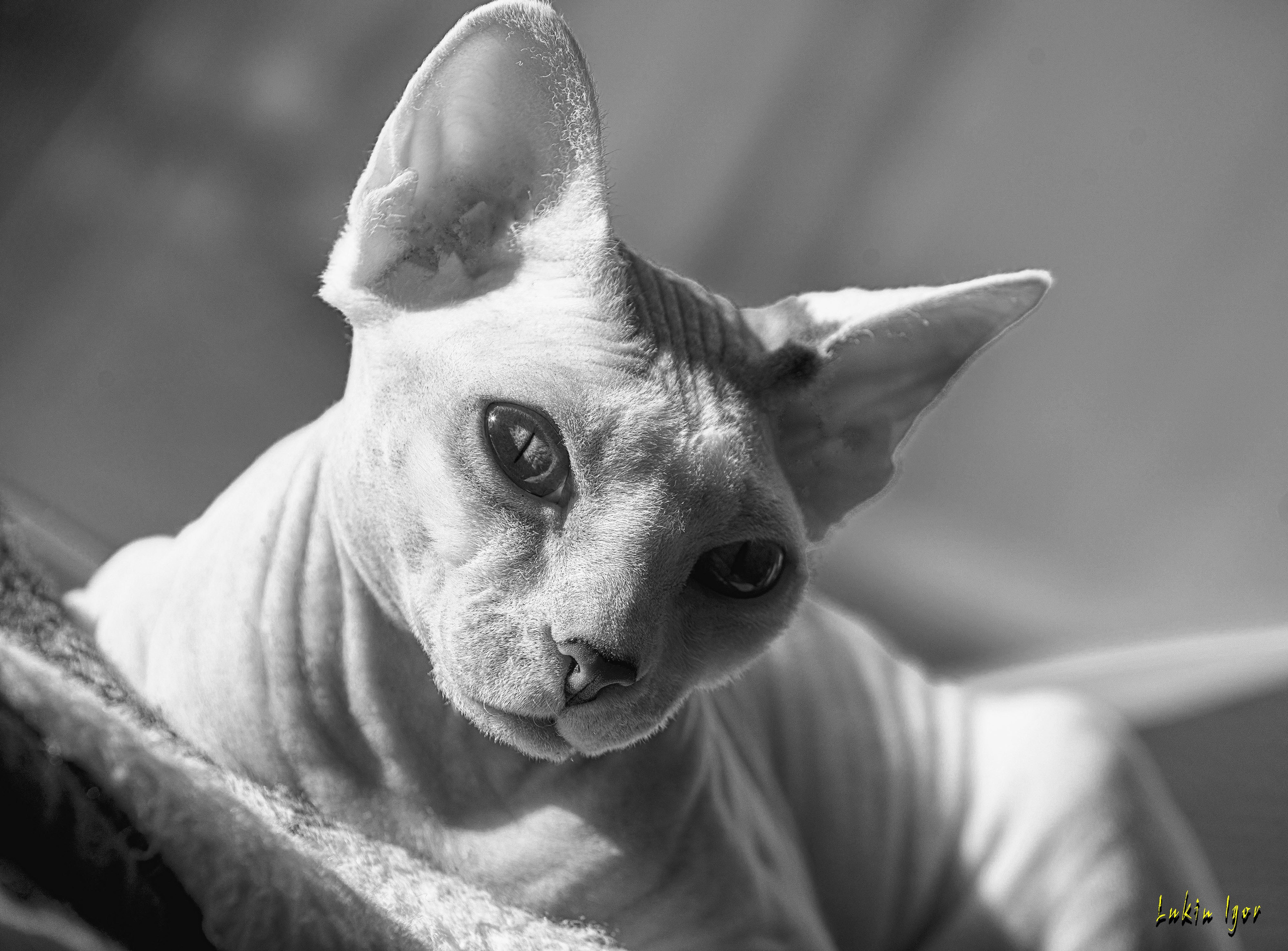 КОШКИ. LUKIN IGOR Photography