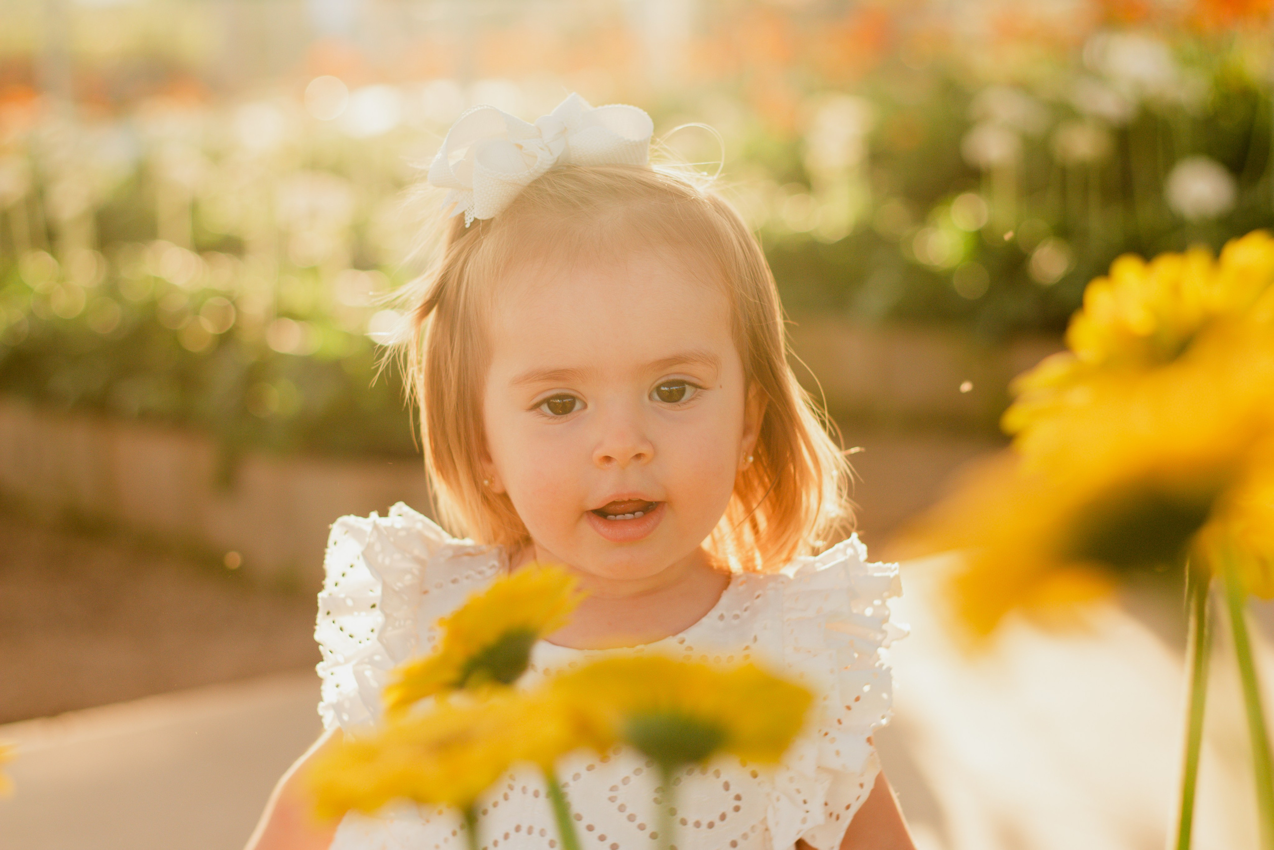 Ensaio de família em Holambra com mãe e filha entre gérberas durante o pôr do sol, em momento espontâneo e carinhoso.