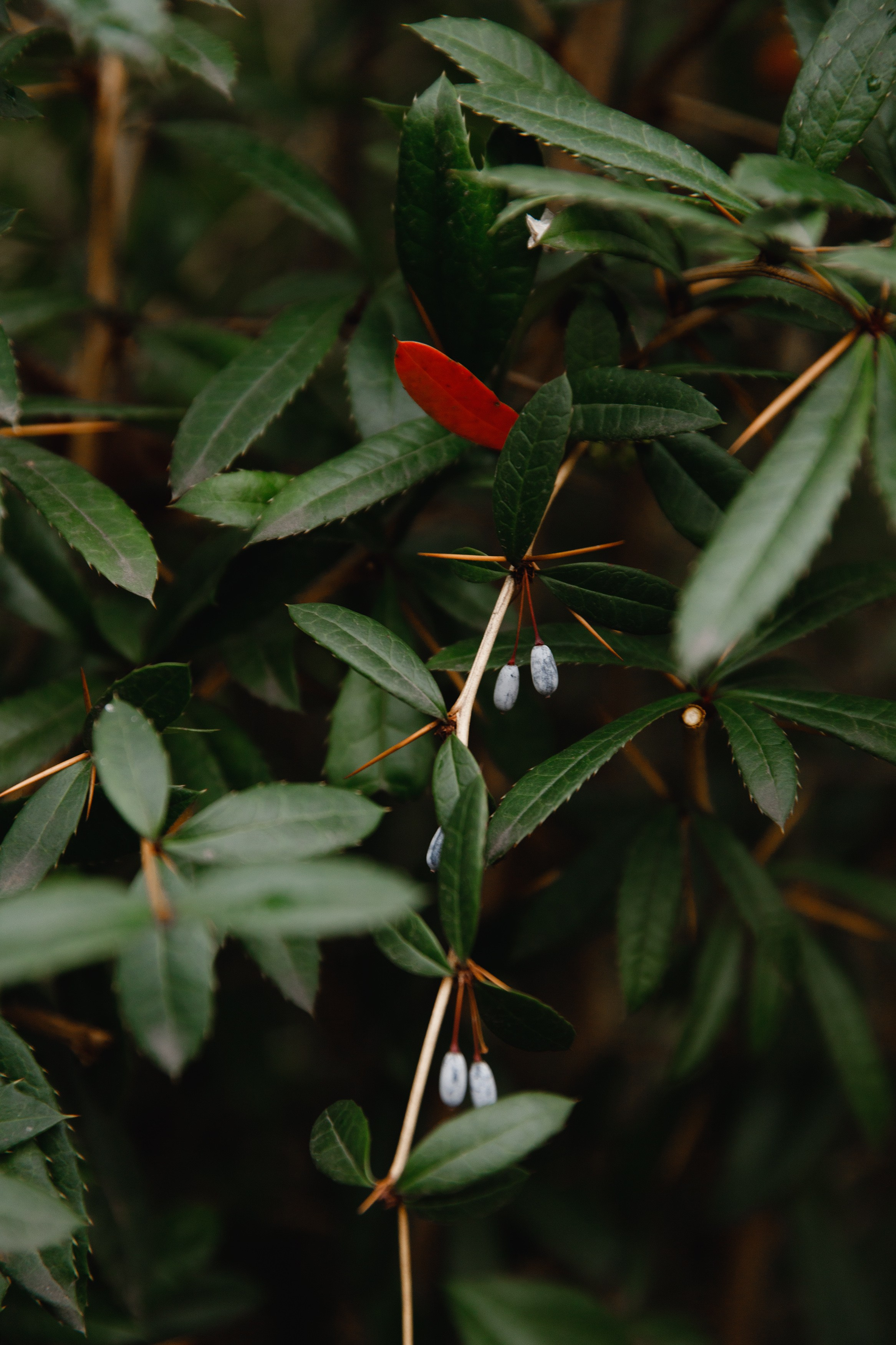 Botanical garden in Wroclaw. Kaja | fotograf we Wrocławiu | ludzie i psy