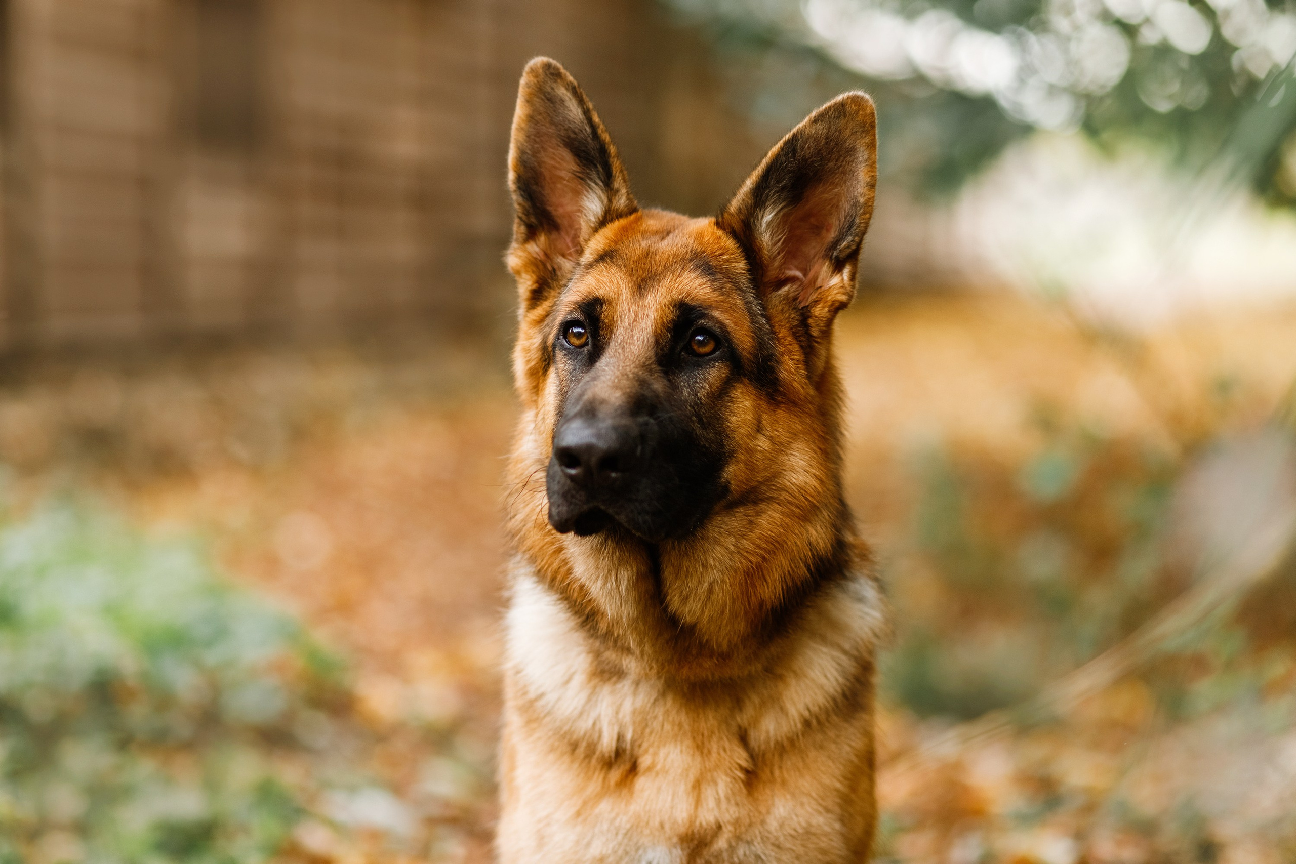 Dog shows | the best ones. Kaja | fotograf psów we Wrocławiu