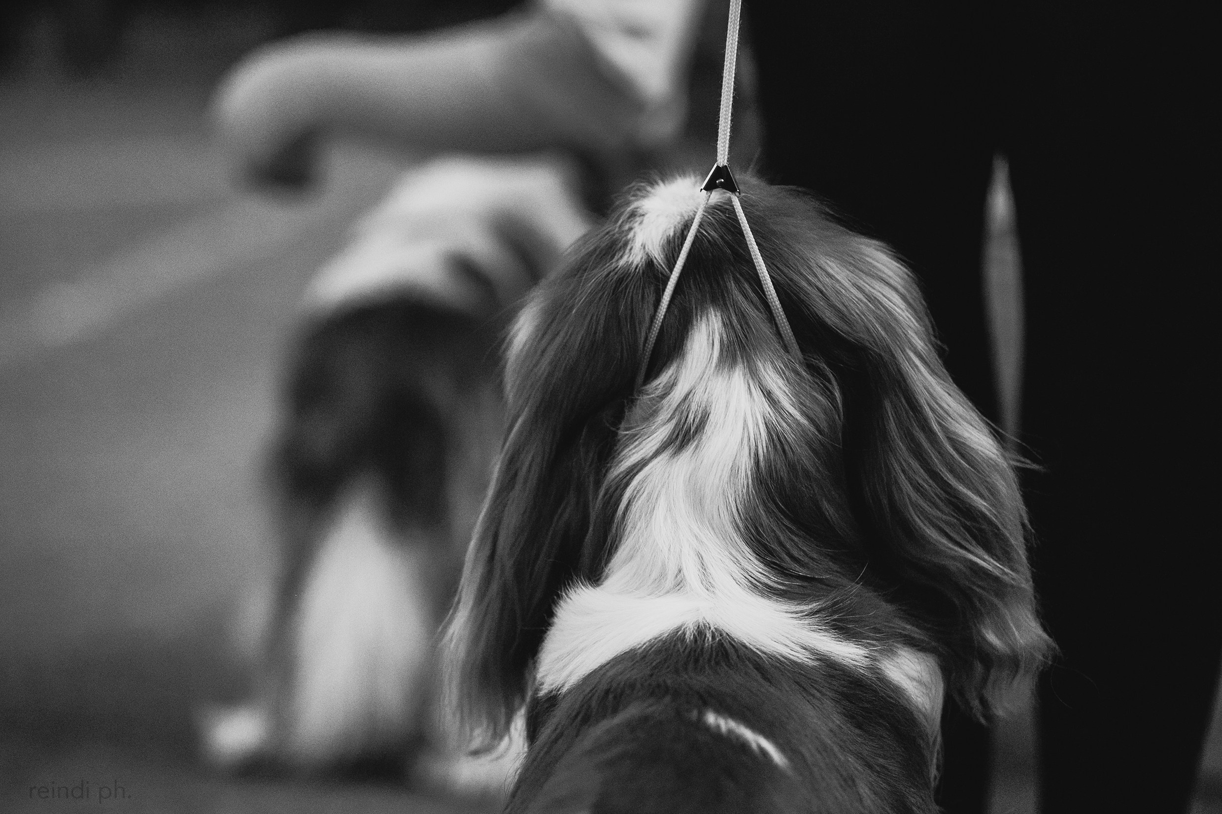 Dog shows | the best ones. Kaja | fotograf psów we Wrocławiu