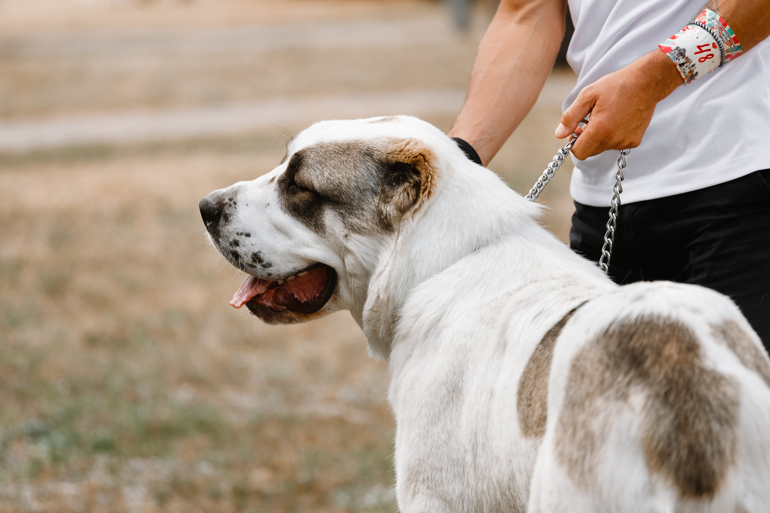 «Argus» dog show in Brest. Kaja | fotograf we Wrocławiu | ludzie i psy