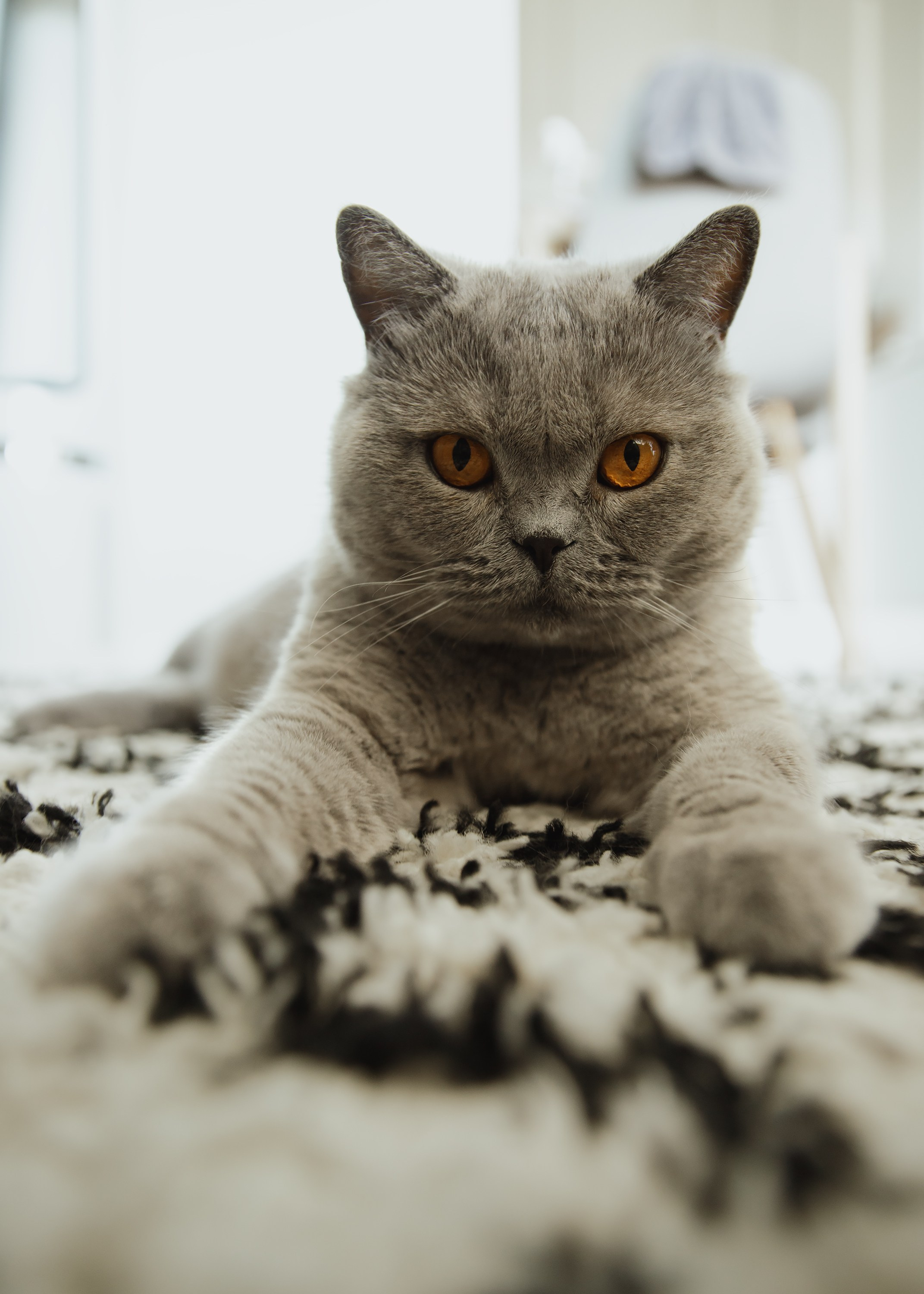 Boczka & Dimitrii. Kaja | fotograf we Wrocławiu | ludzie i psy