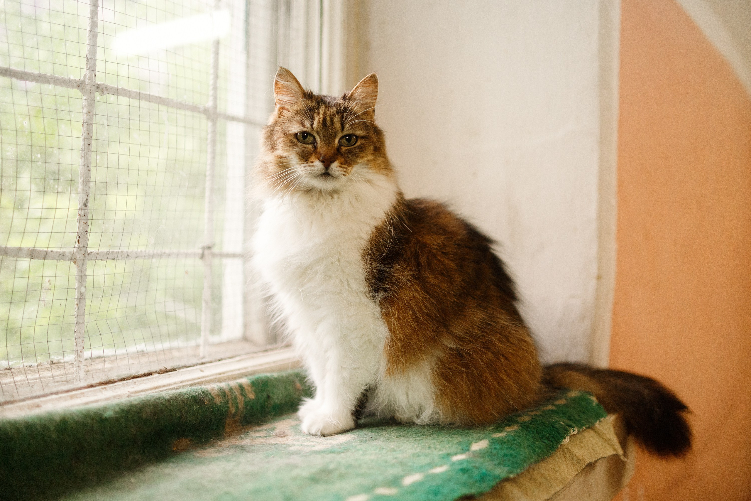 Shelter's cats for adoption. Kaja | fotograf we Wrocławiu | ludzie i psy