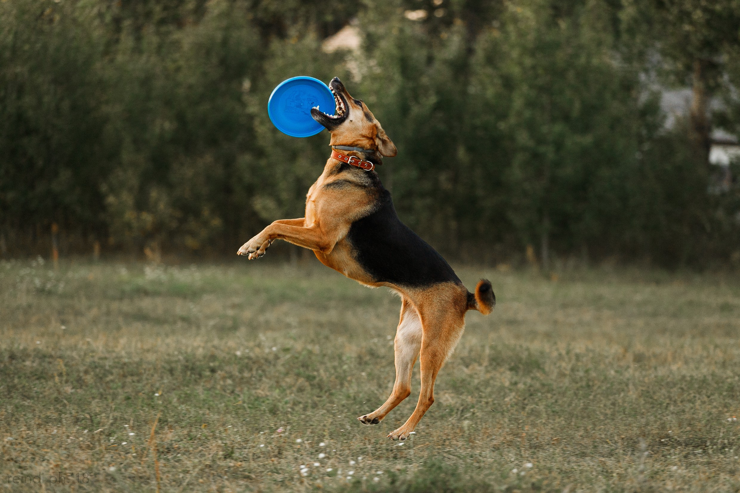 Frisbee training at sunset | summer. Kaja | fotograf we Wrocławiu | ludzie i psy