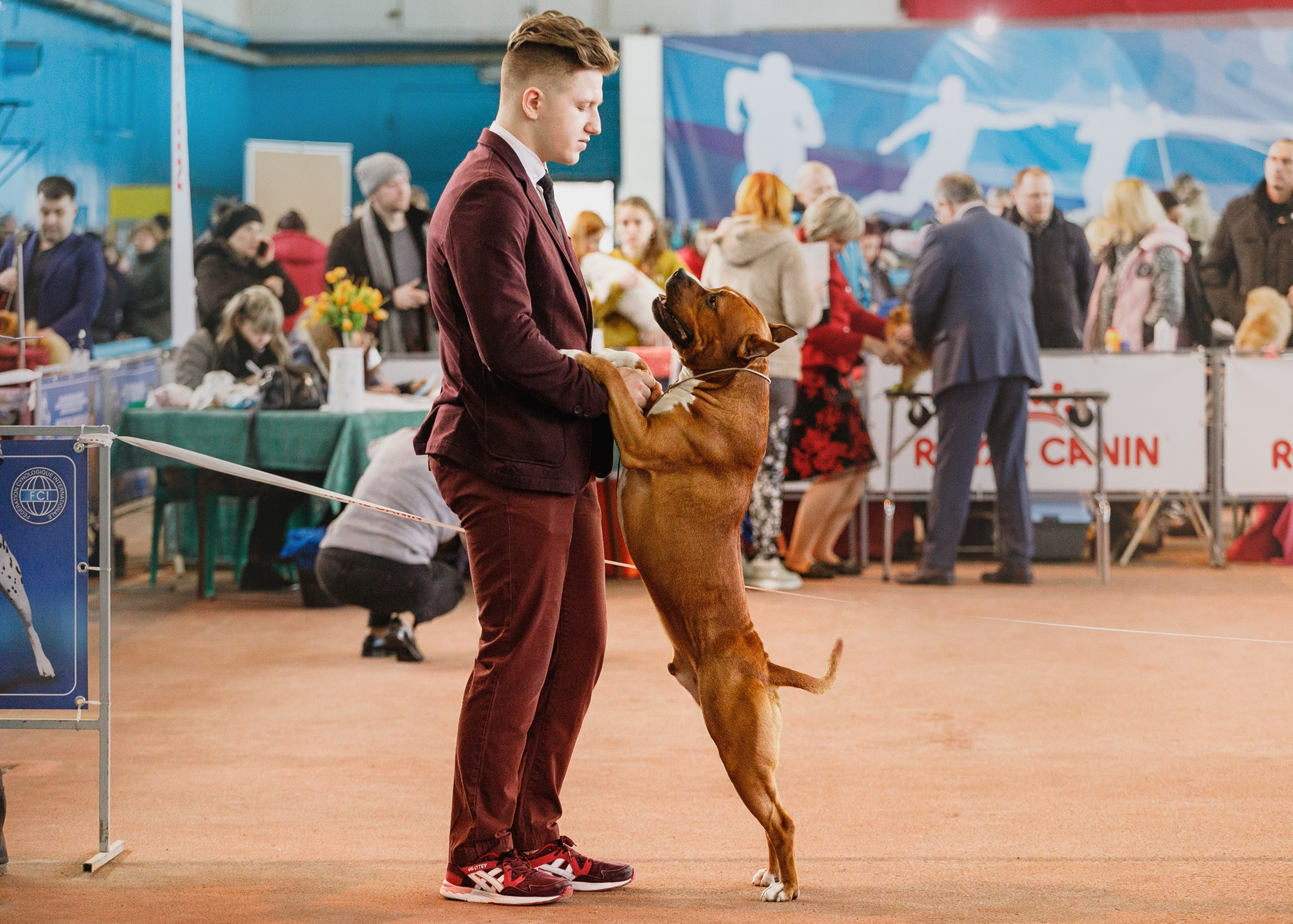Dog shows | the best ones. Kaja | fotograf psów we Wrocławiu