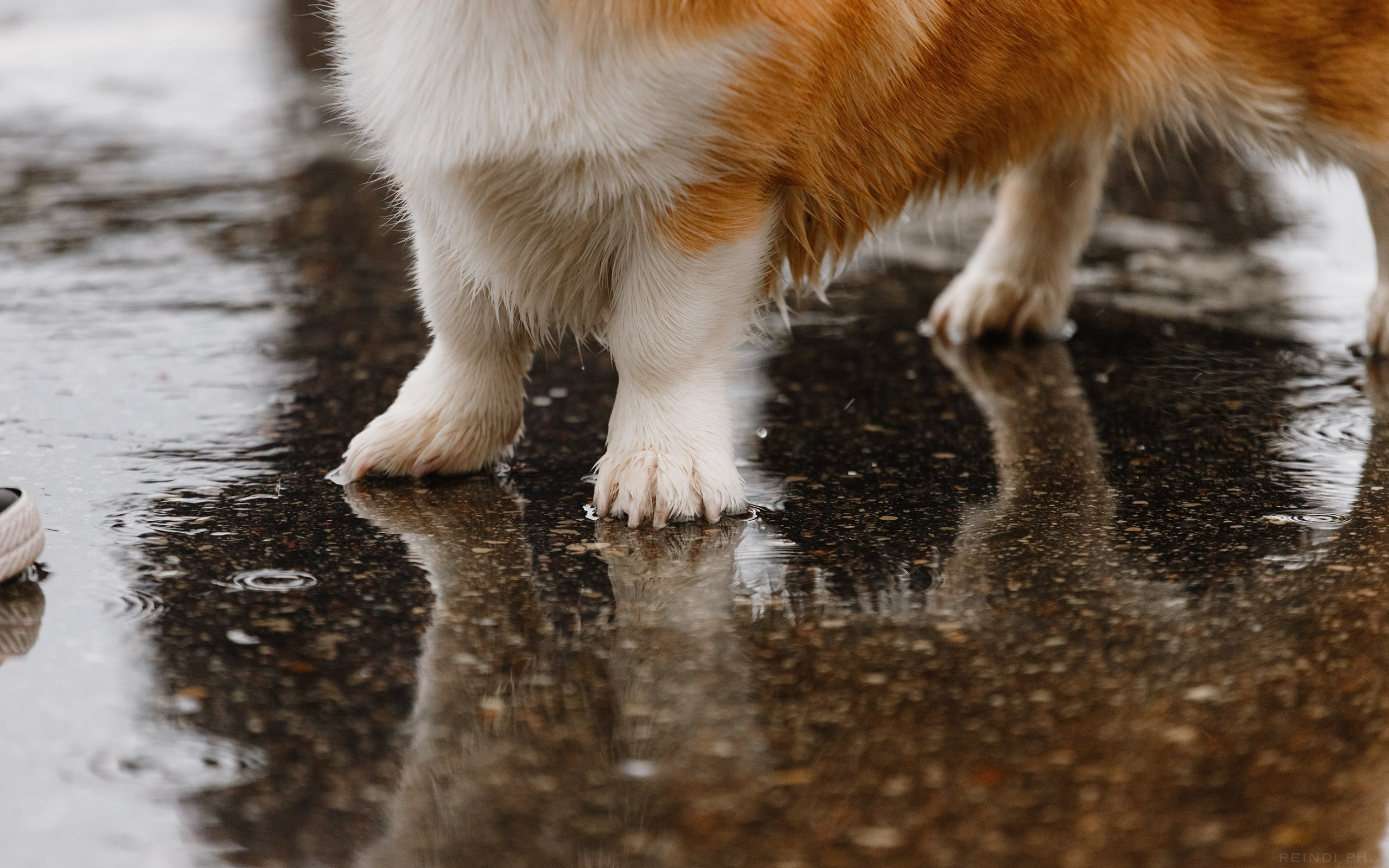 Rainy dog show in Grodno. Kaja | fotograf we Wrocławiu | ludzie i psy