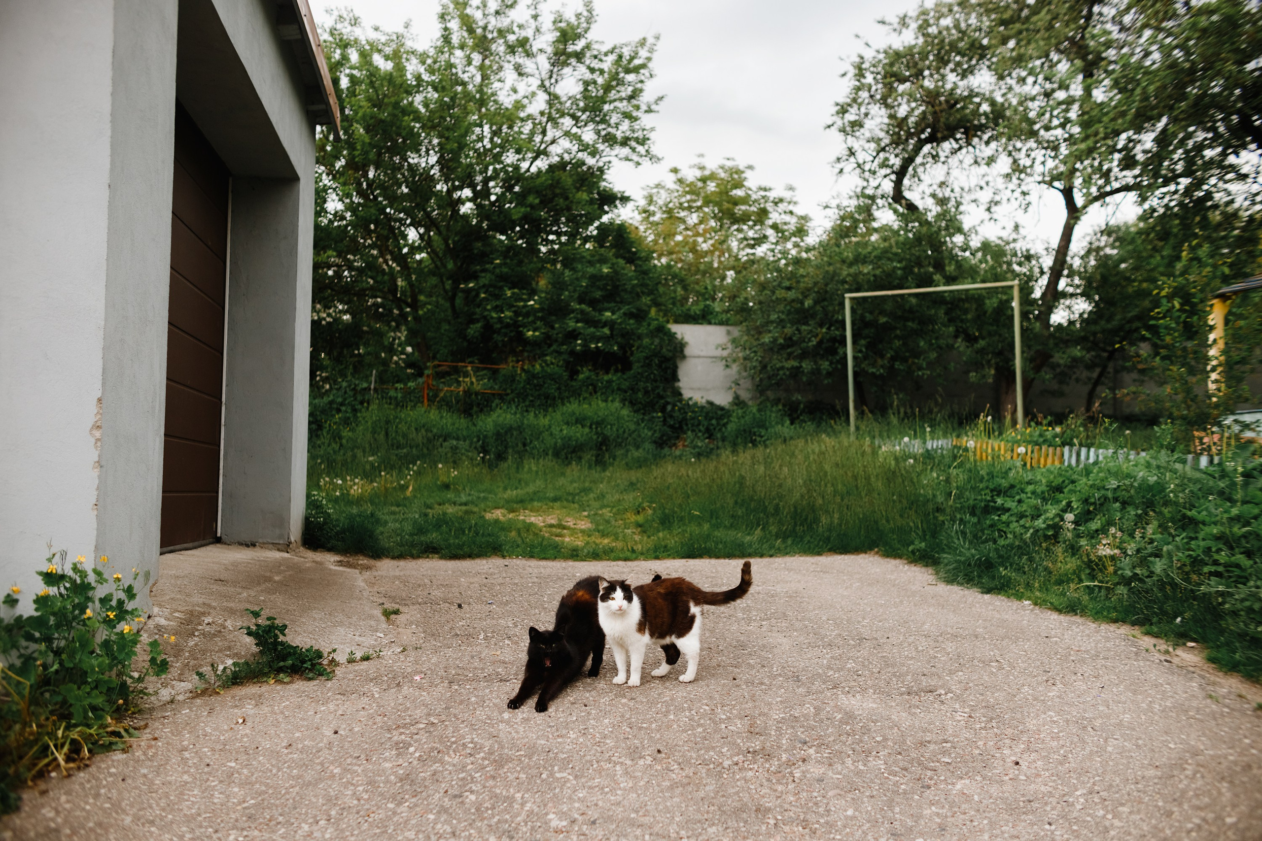 Grodno. Kaja | fotograf we Wrocławiu | ludzie i psy