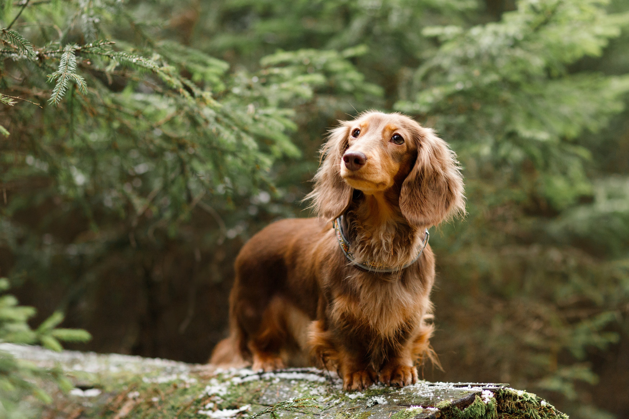 Corgi kennel & some other dogs in the forest. Kaja | fotograf psów we Wrocławiu