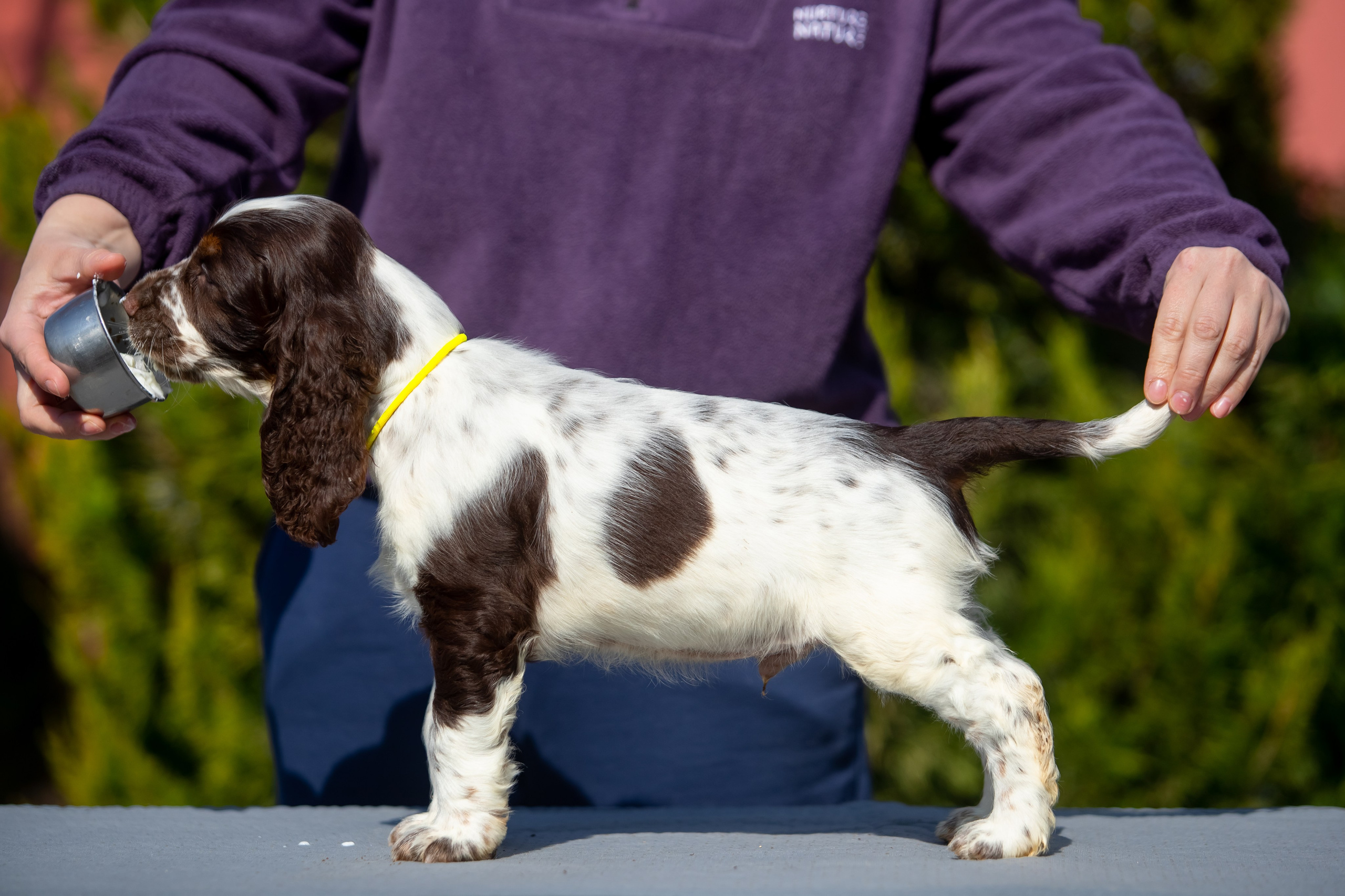 Male — Yellow collar 💛. Website of the titled stud dog of the Springer Spaniel breed