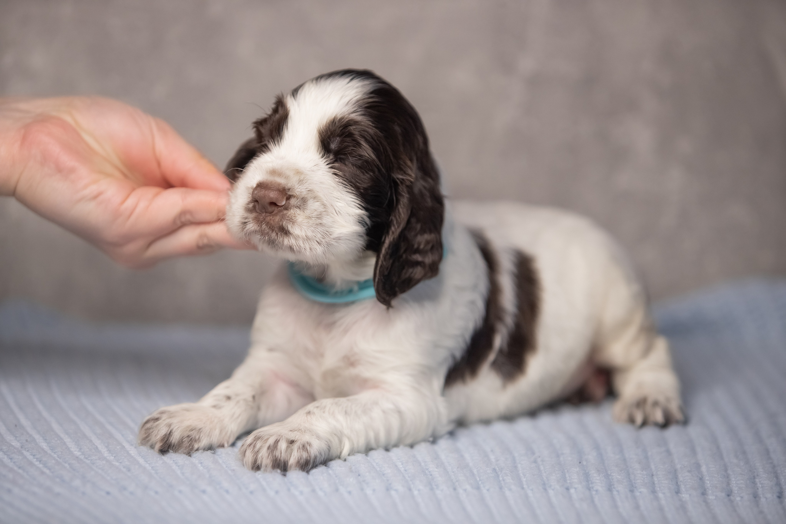 Male — Blue collar 💙. Website of the titled stud dog of the Springer Spaniel breed