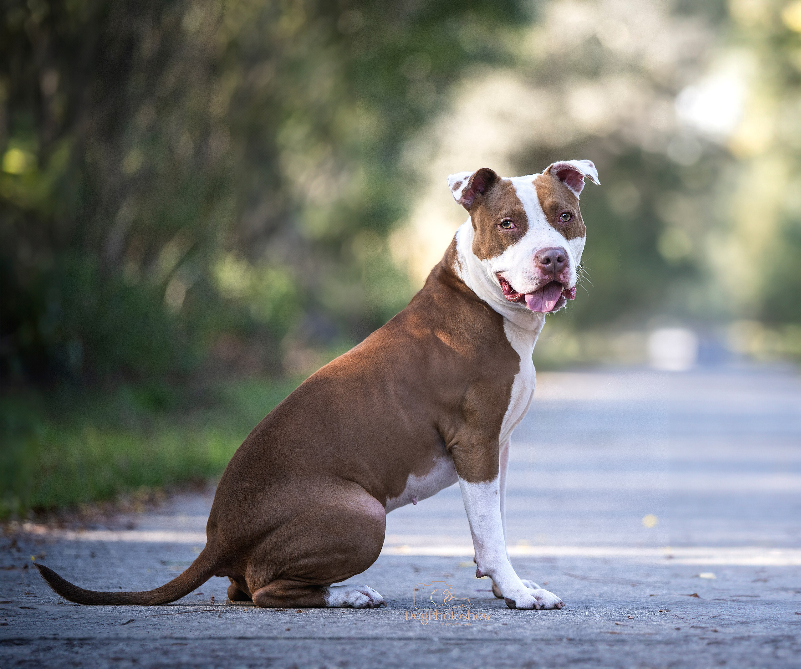 📸 13. Katerina Royter Pet Photographer North Florida
