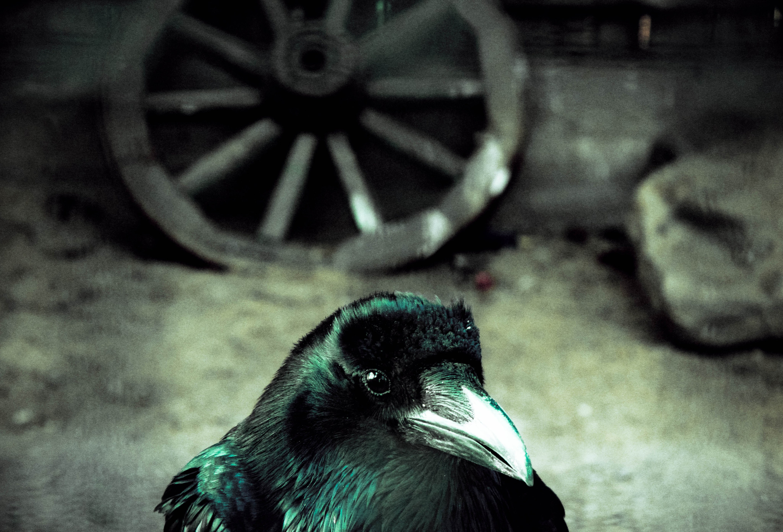 2012. Стрит-фотография, полная абсурда, идиотизма и красоты