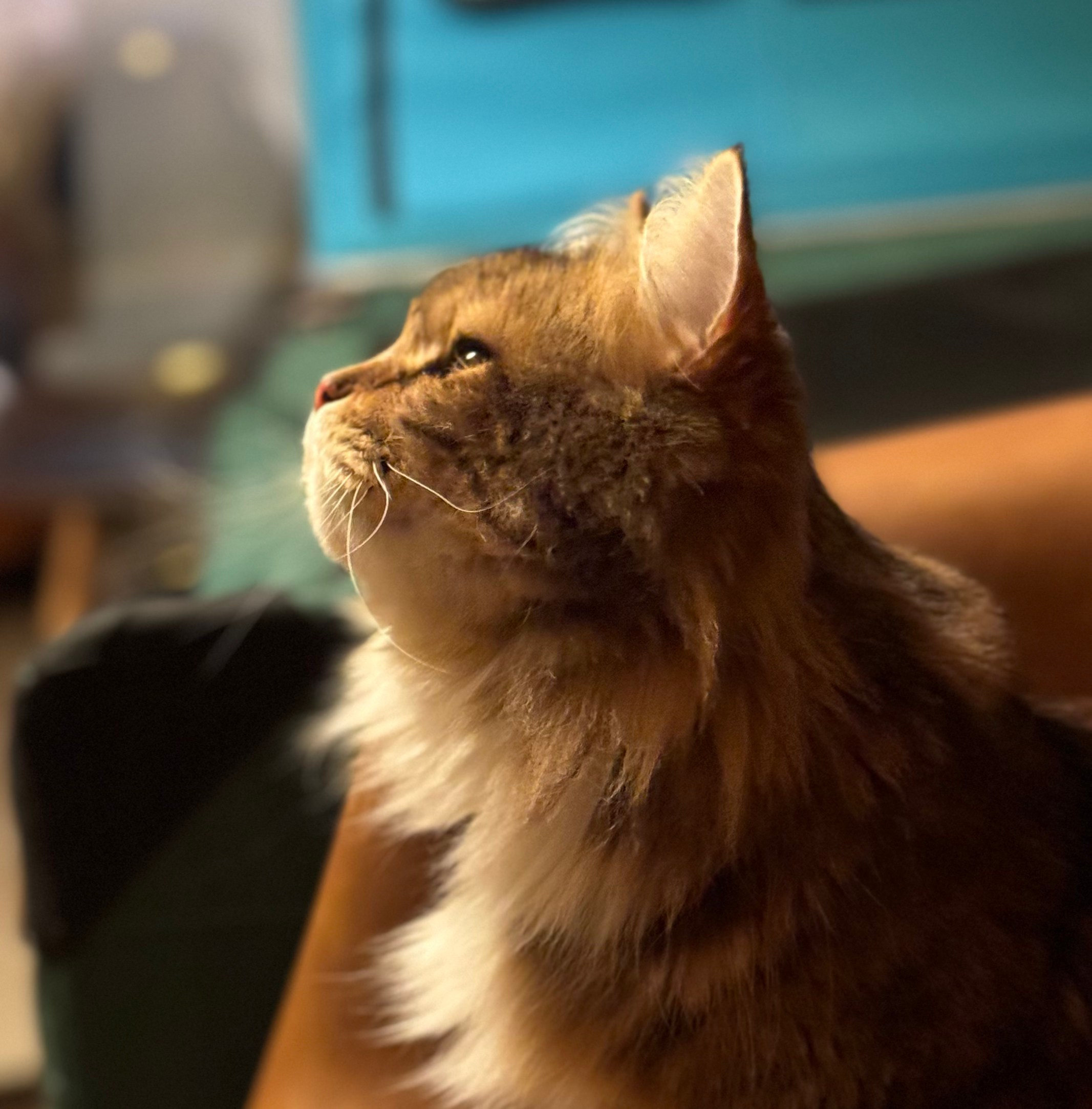 I love her profile and chin so much! Brown Classic Tabby and White