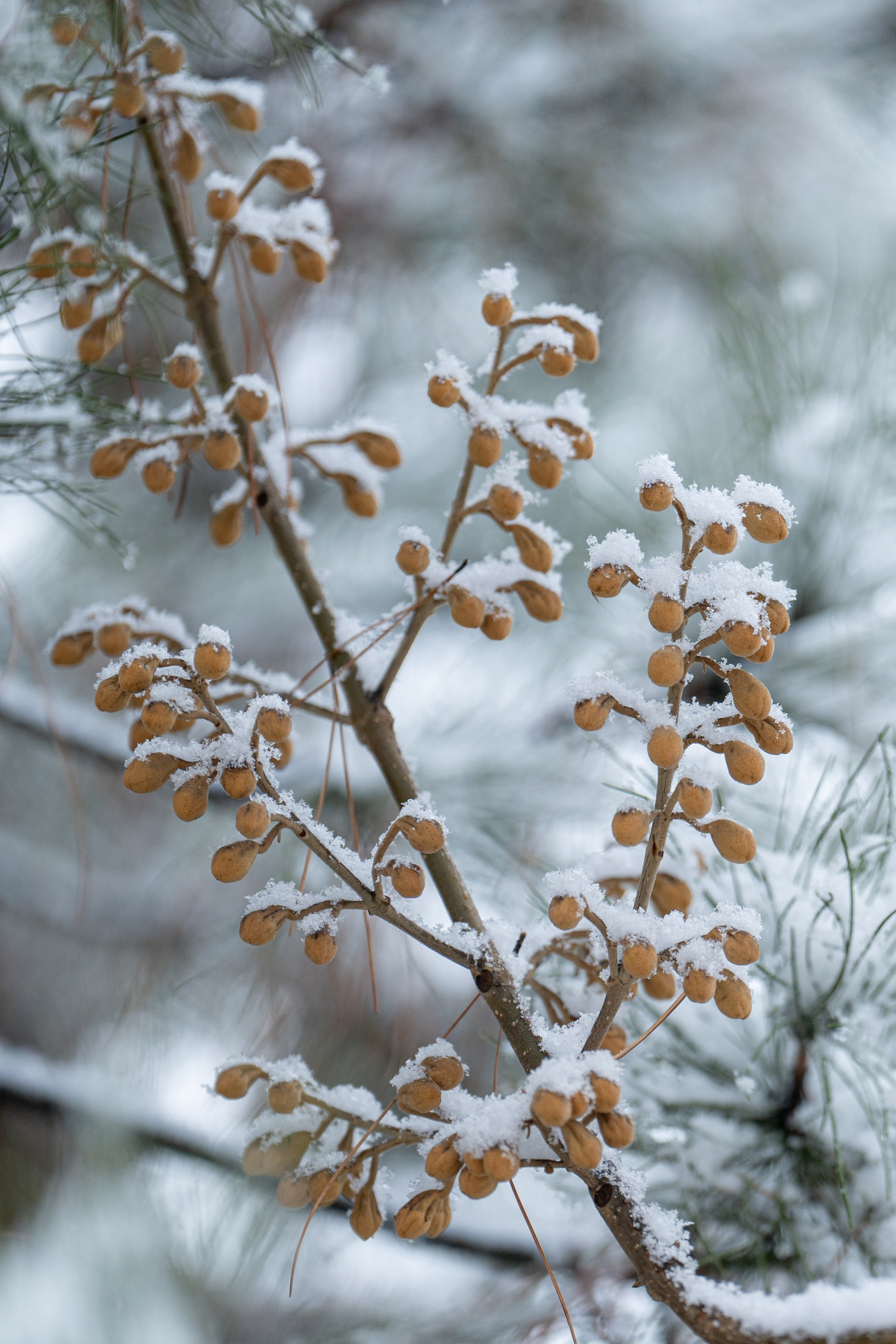 Первый снег в 2024 году. Георгий Намазов | Фотограф в Ташкенте