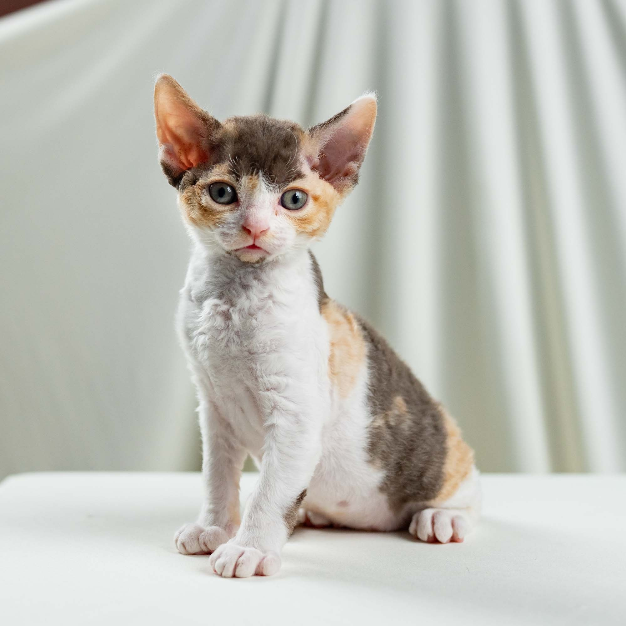 kitten devon rex, tricolor, tortoiseshell color, on a white background